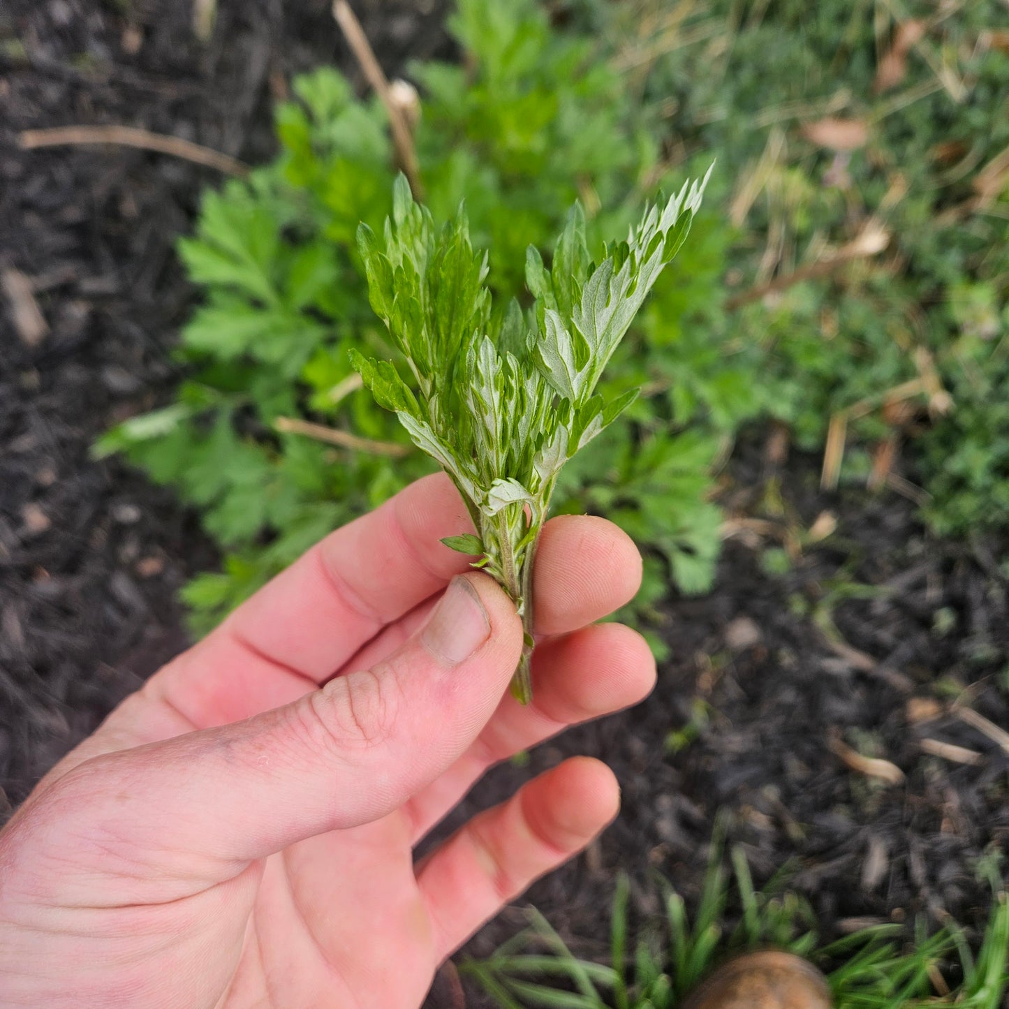 Mugwort - Baby Cuttings (1qt)