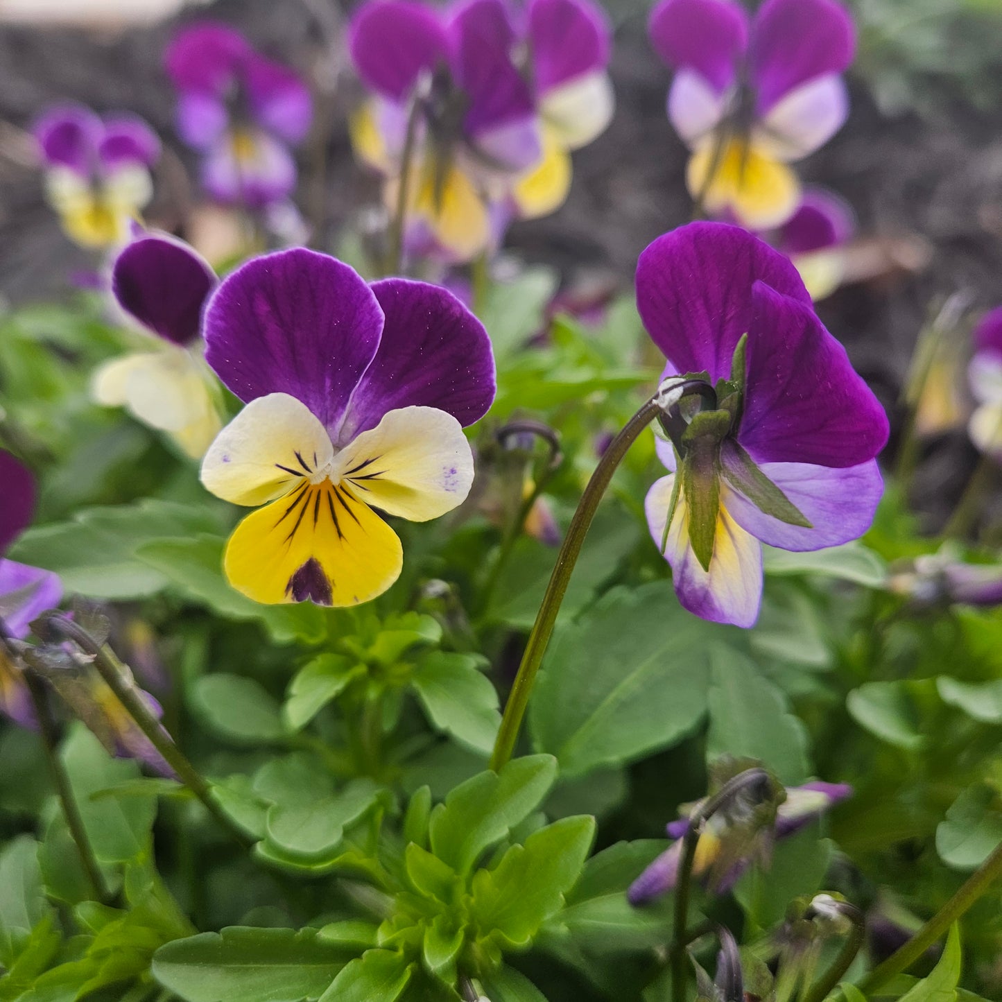 Tri-Color Pansies - 1 Pint (100ct+)