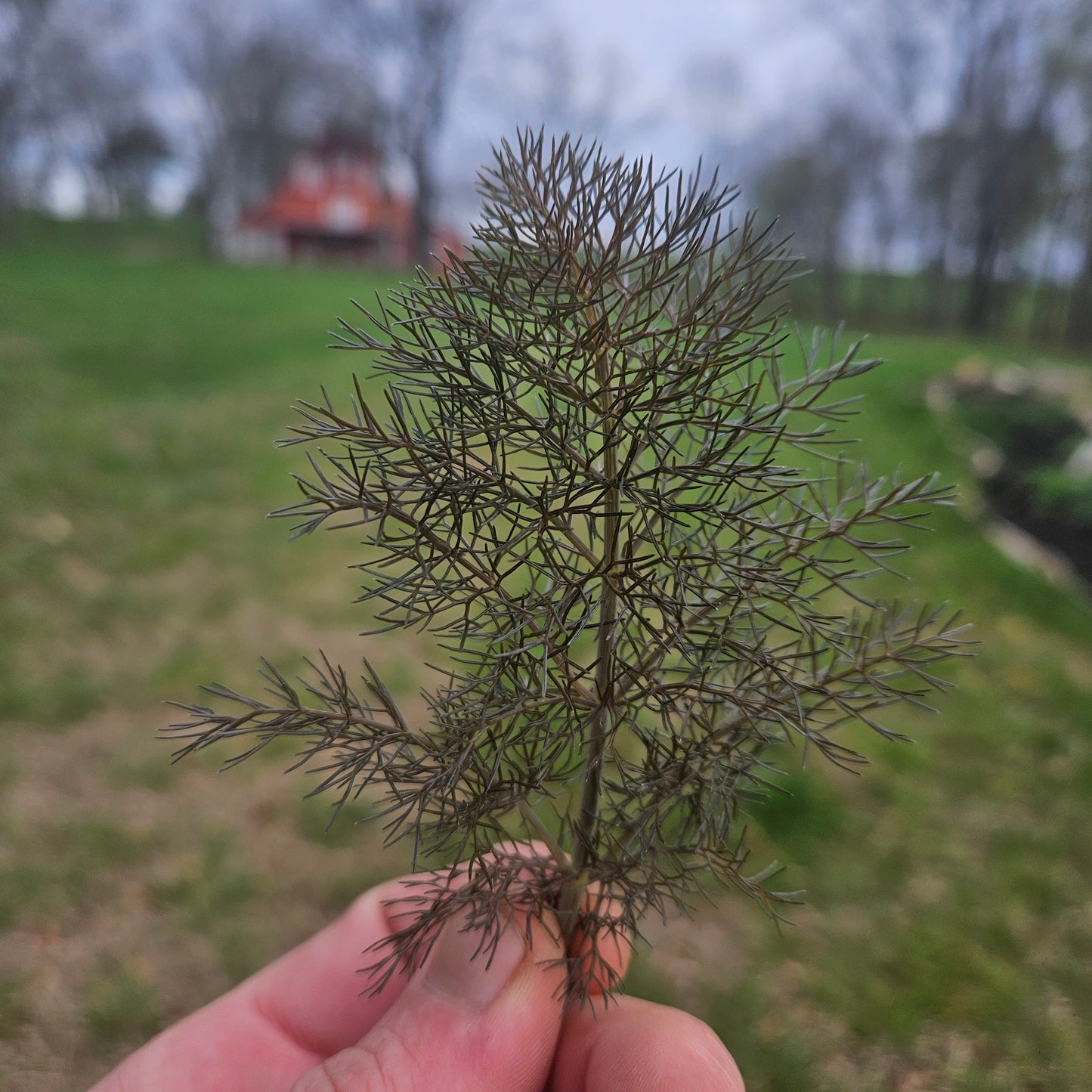 Bronze Fennel