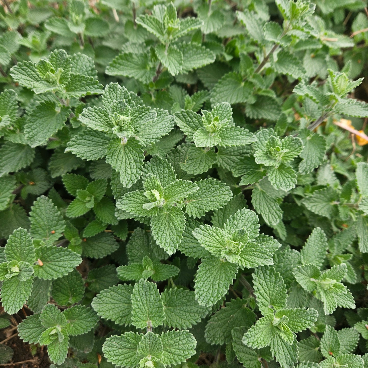 Catmint