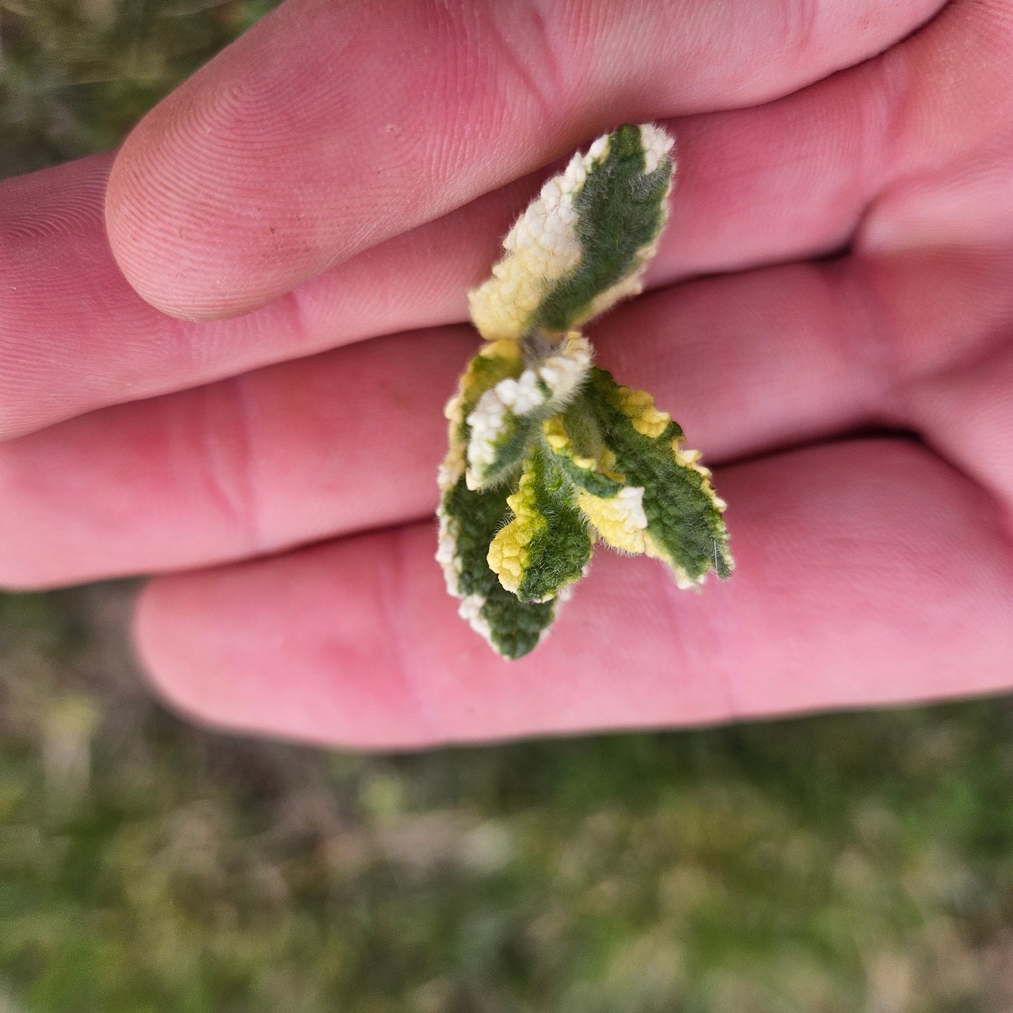 Pineapple Mint