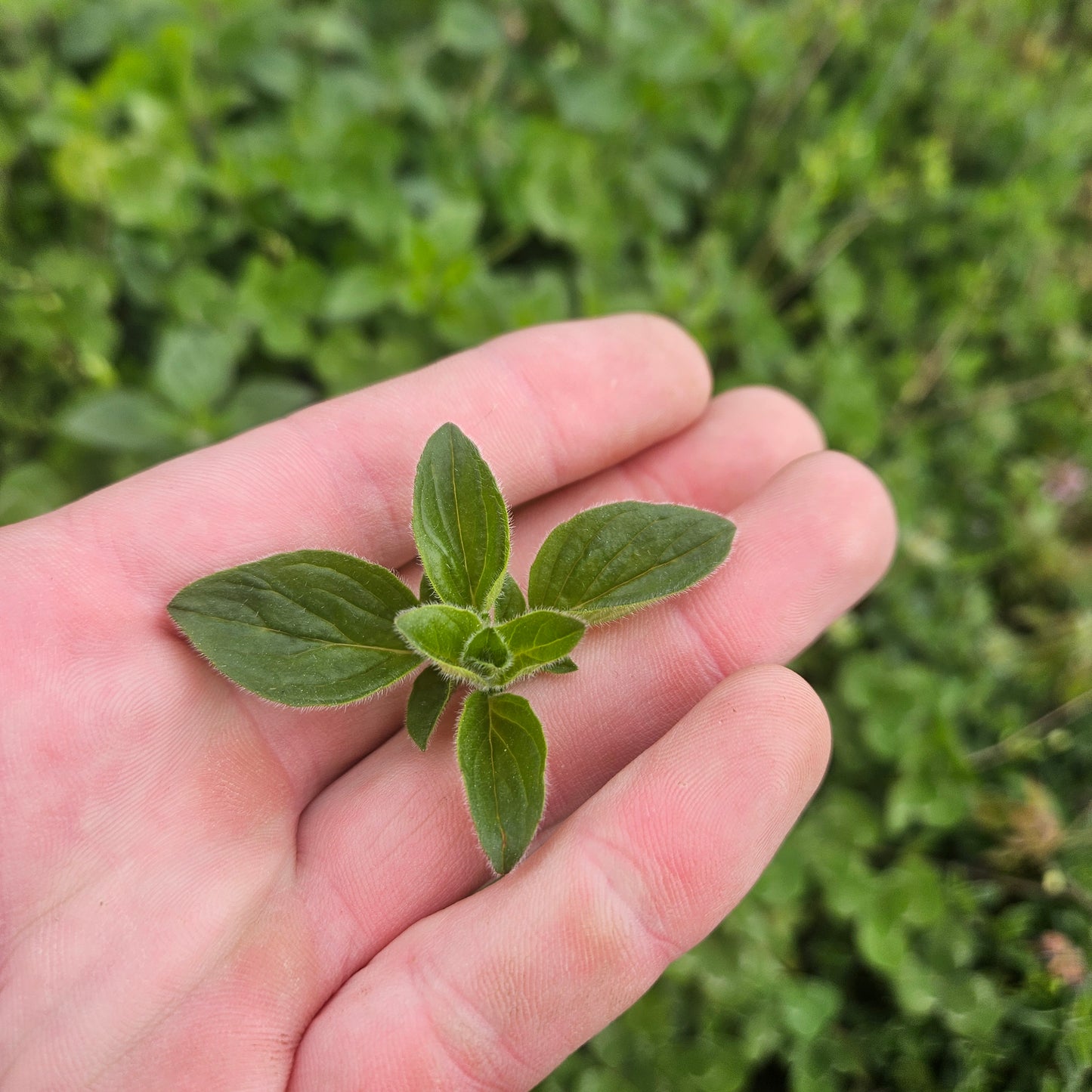 Oregano