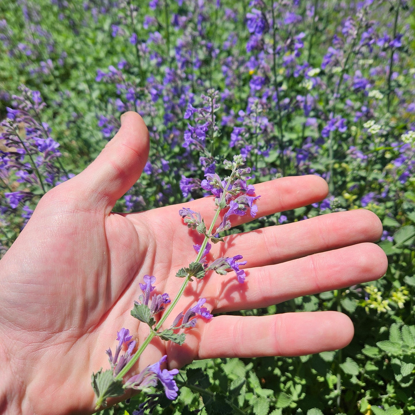 Catmint Flowers - 1 Bunch