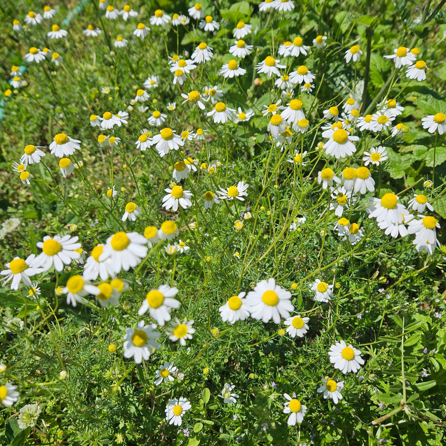 Chamomile Flowers - Pint