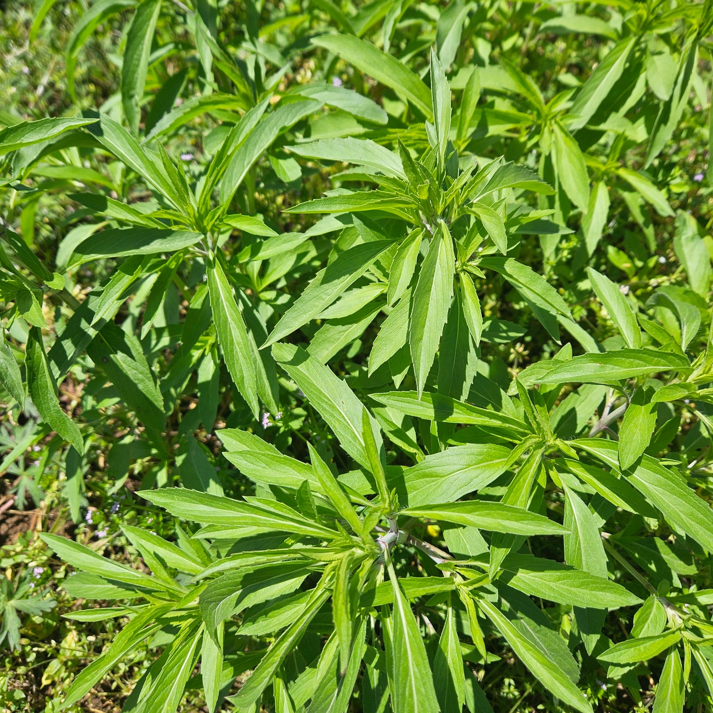 Lemon Mint (Spicy) - Quart