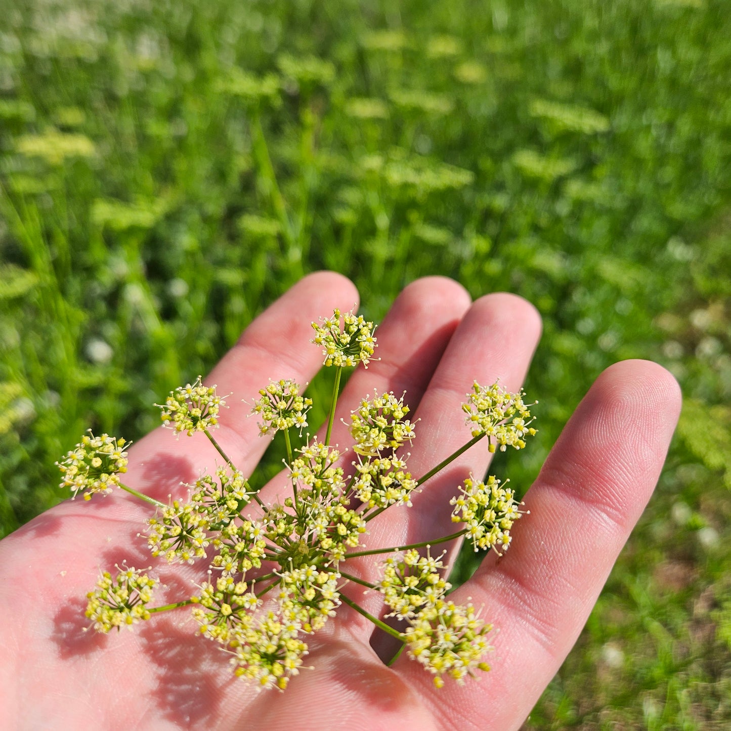 Parsley Flower - Quart