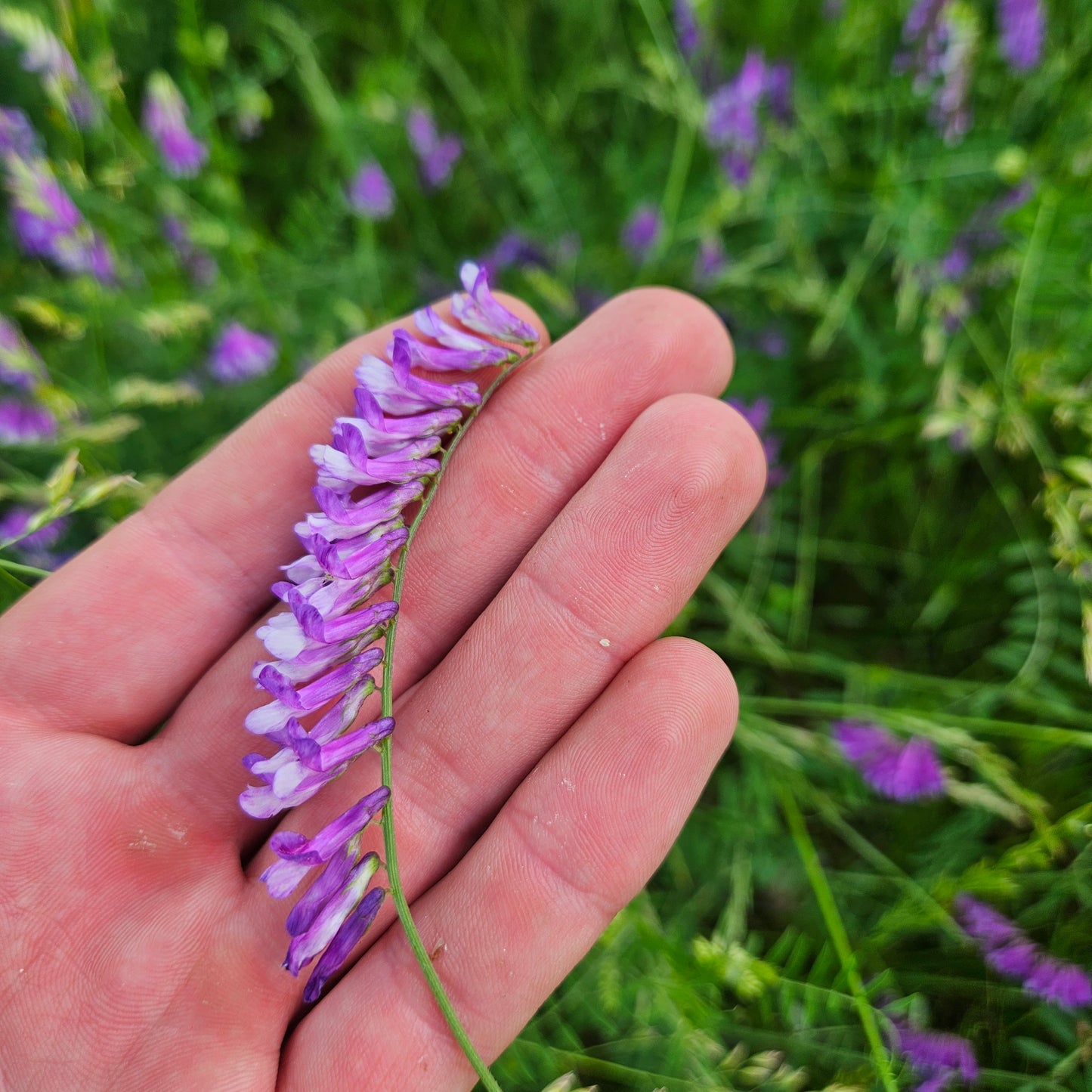Hairy Vetch Flowers - Pint