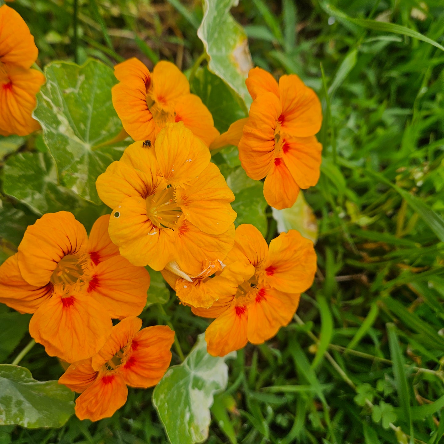 Nasturtium Flowers - Quart