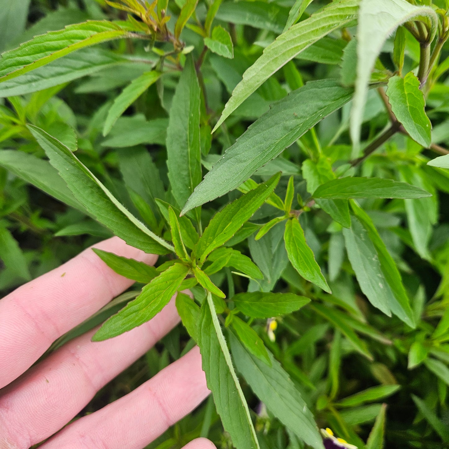 Native Bee Balm - 1 Quart