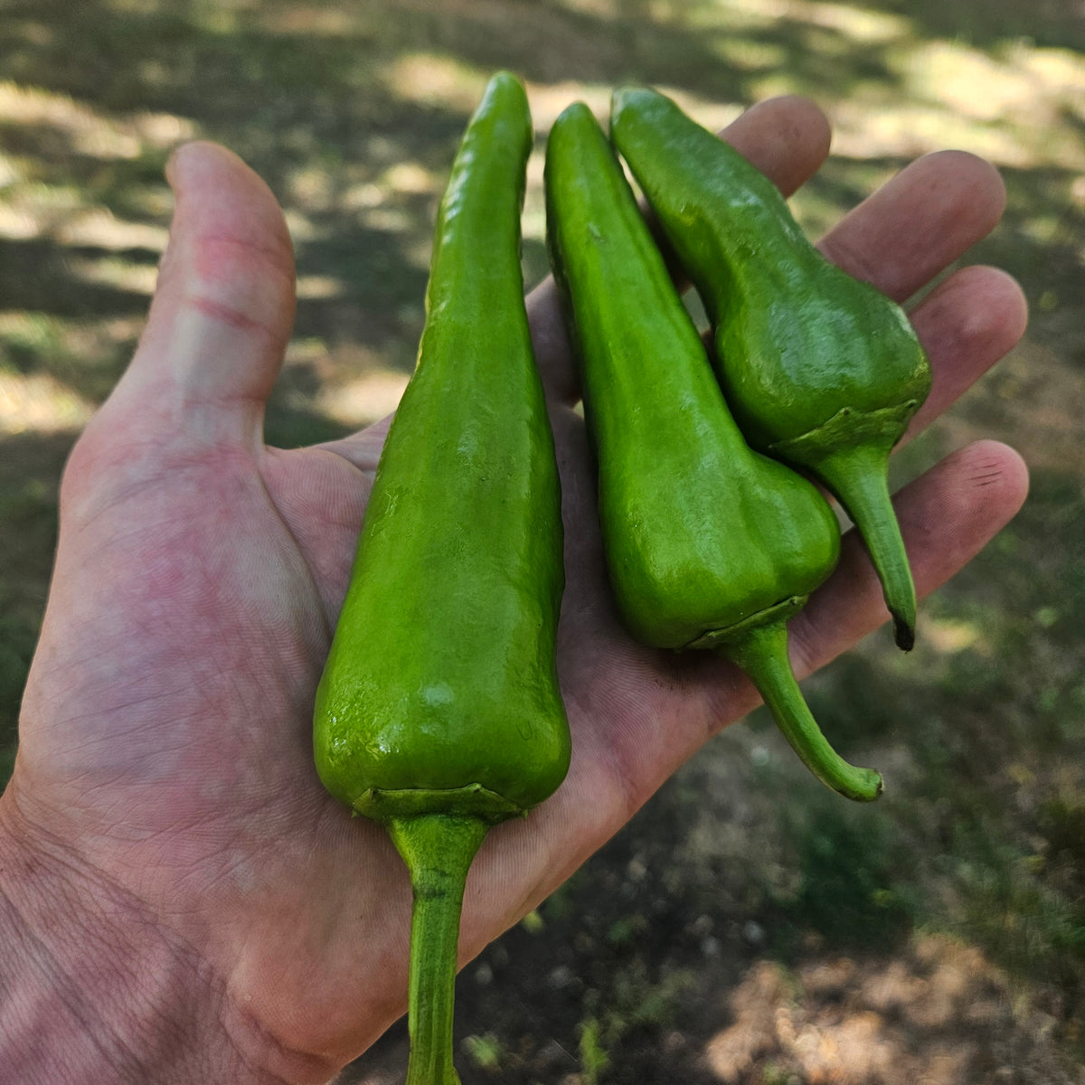Carmen Peppers - Green - 5#