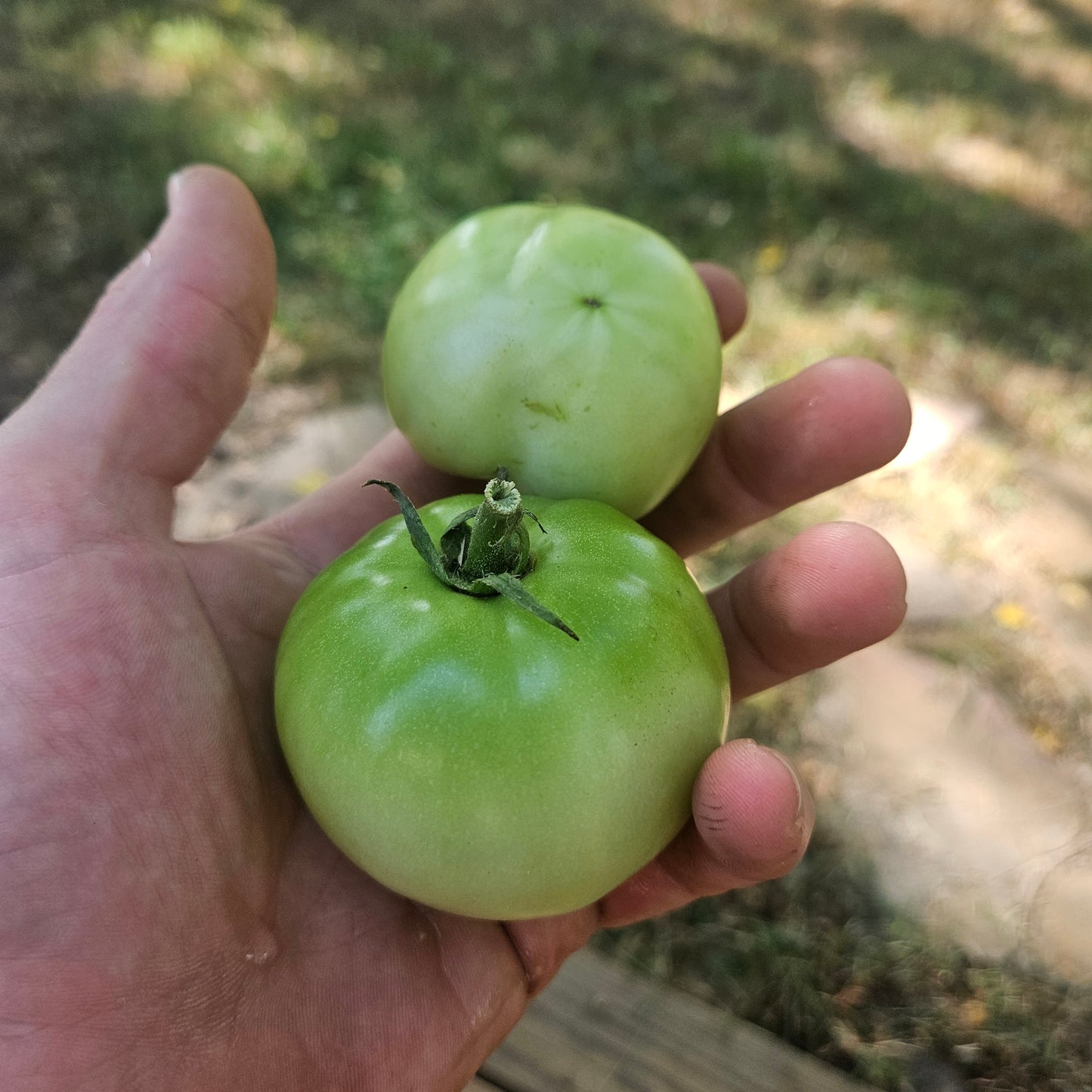 Green Tomatoes - 10#
