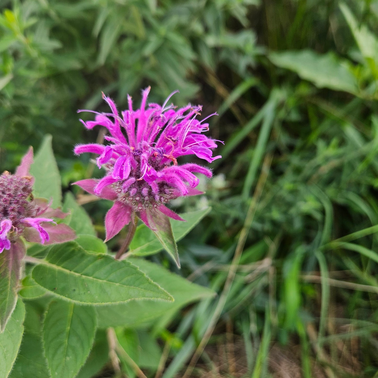 Bee Balm - Flowers - 1 Pint (mixed colors)