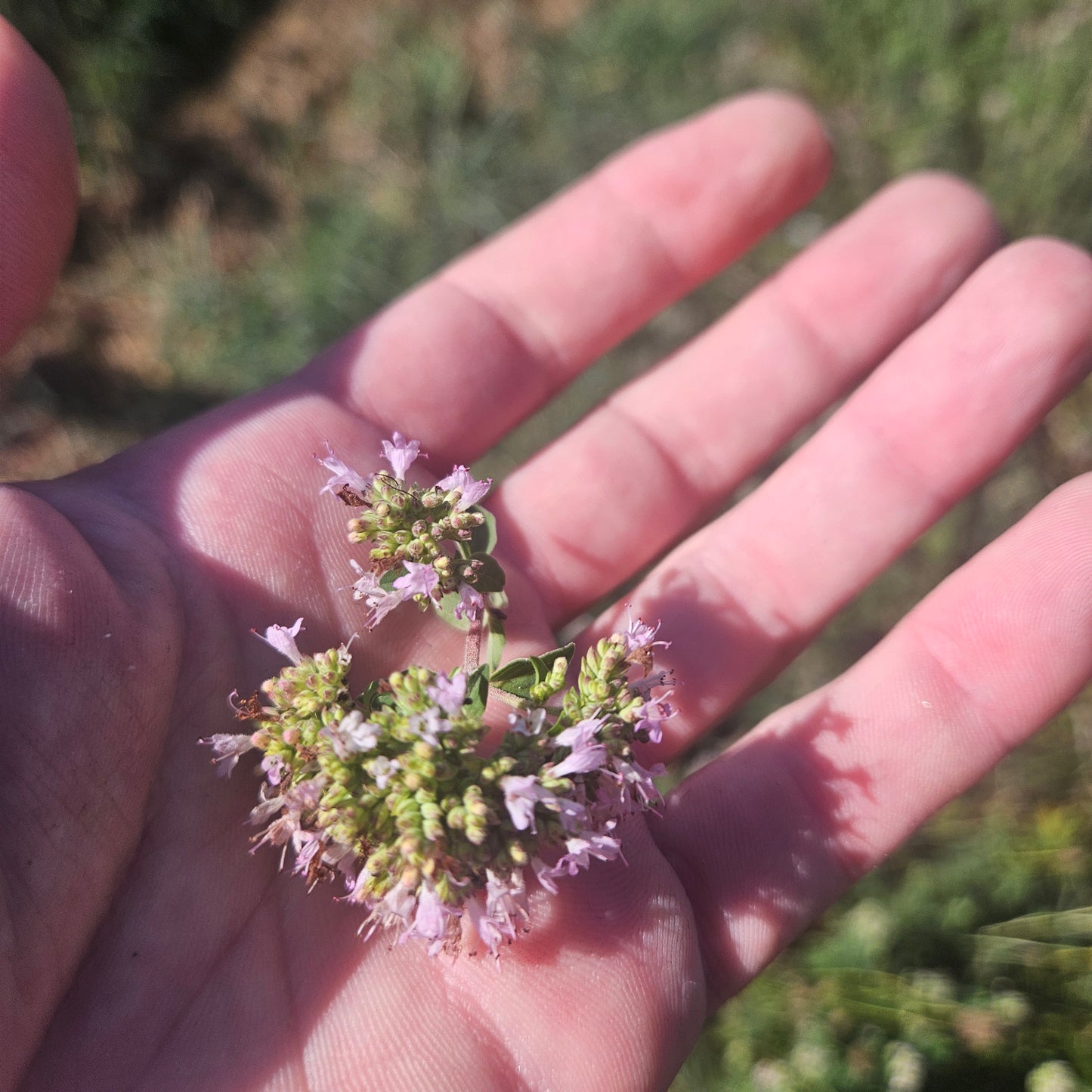 Marjoram - Flowers - 1 Pint