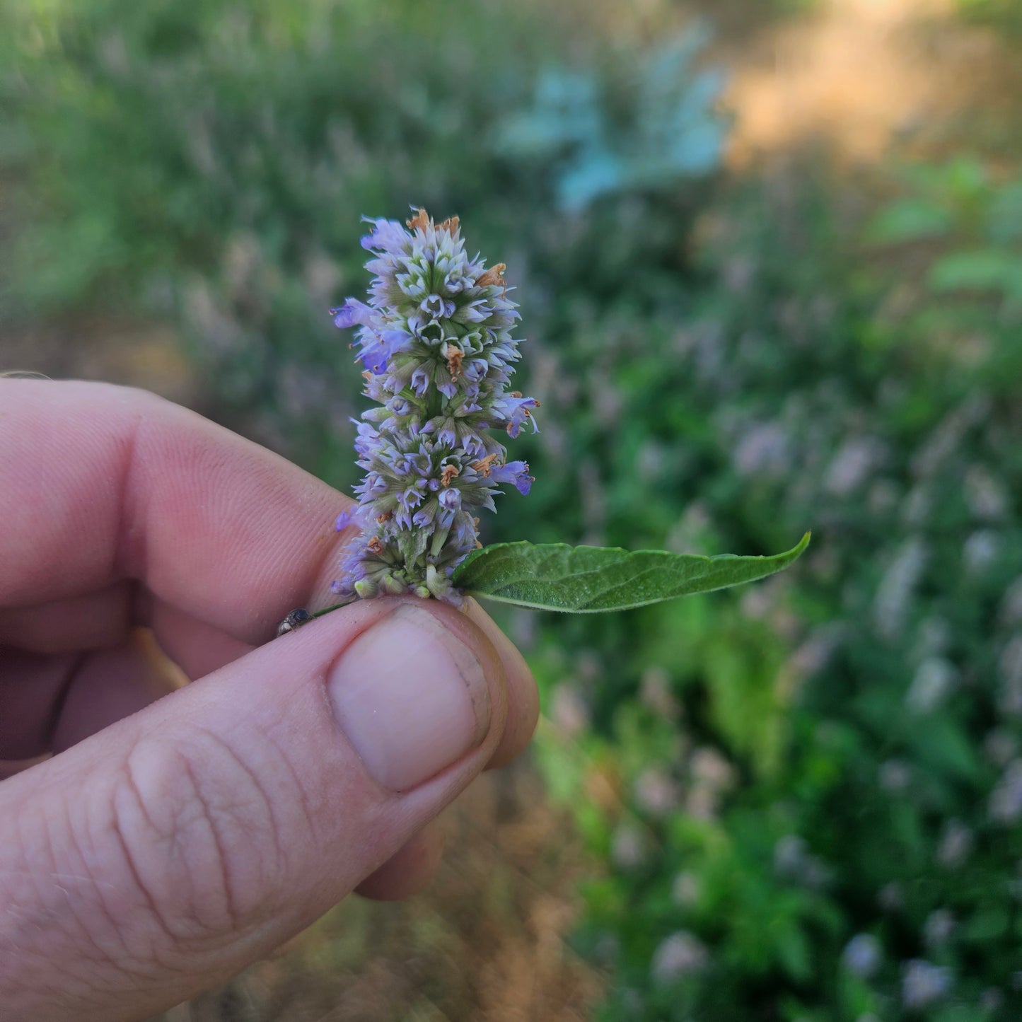 Anise Hyssop - Buds - 1 Qt