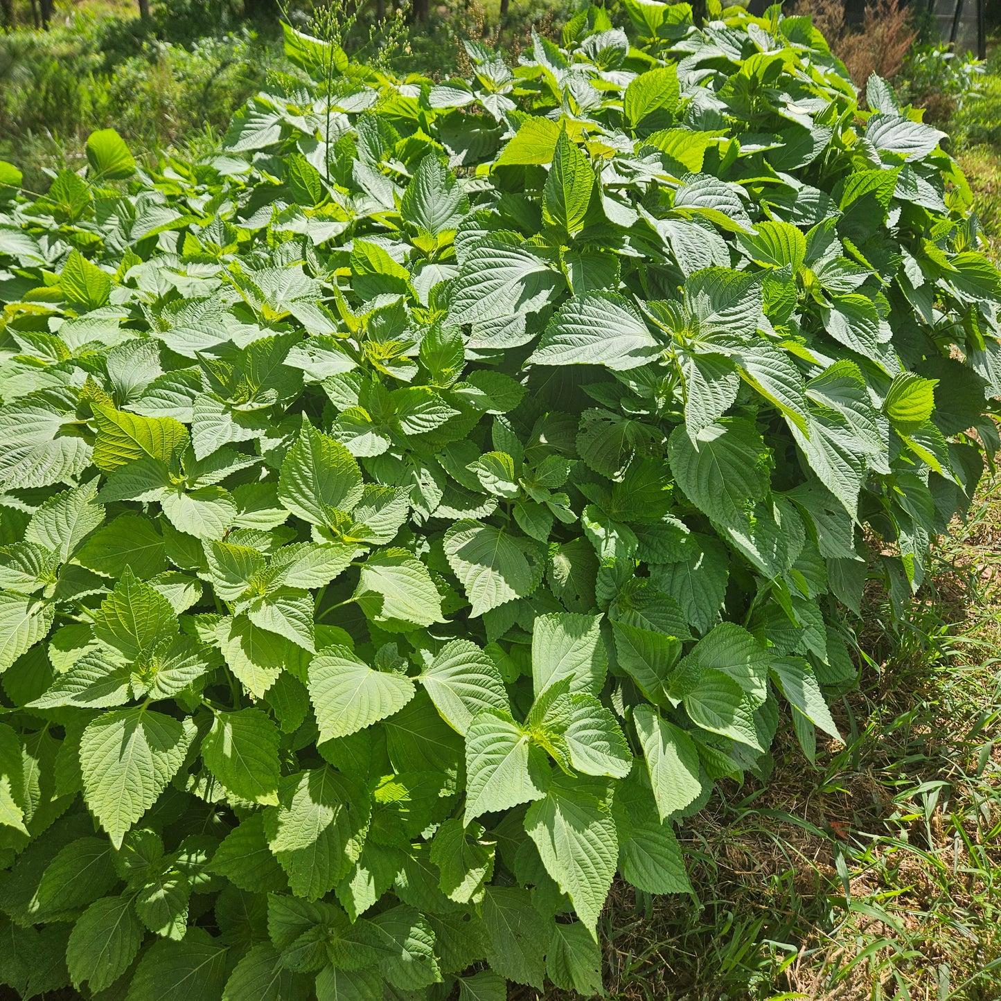 Shiso- 1#