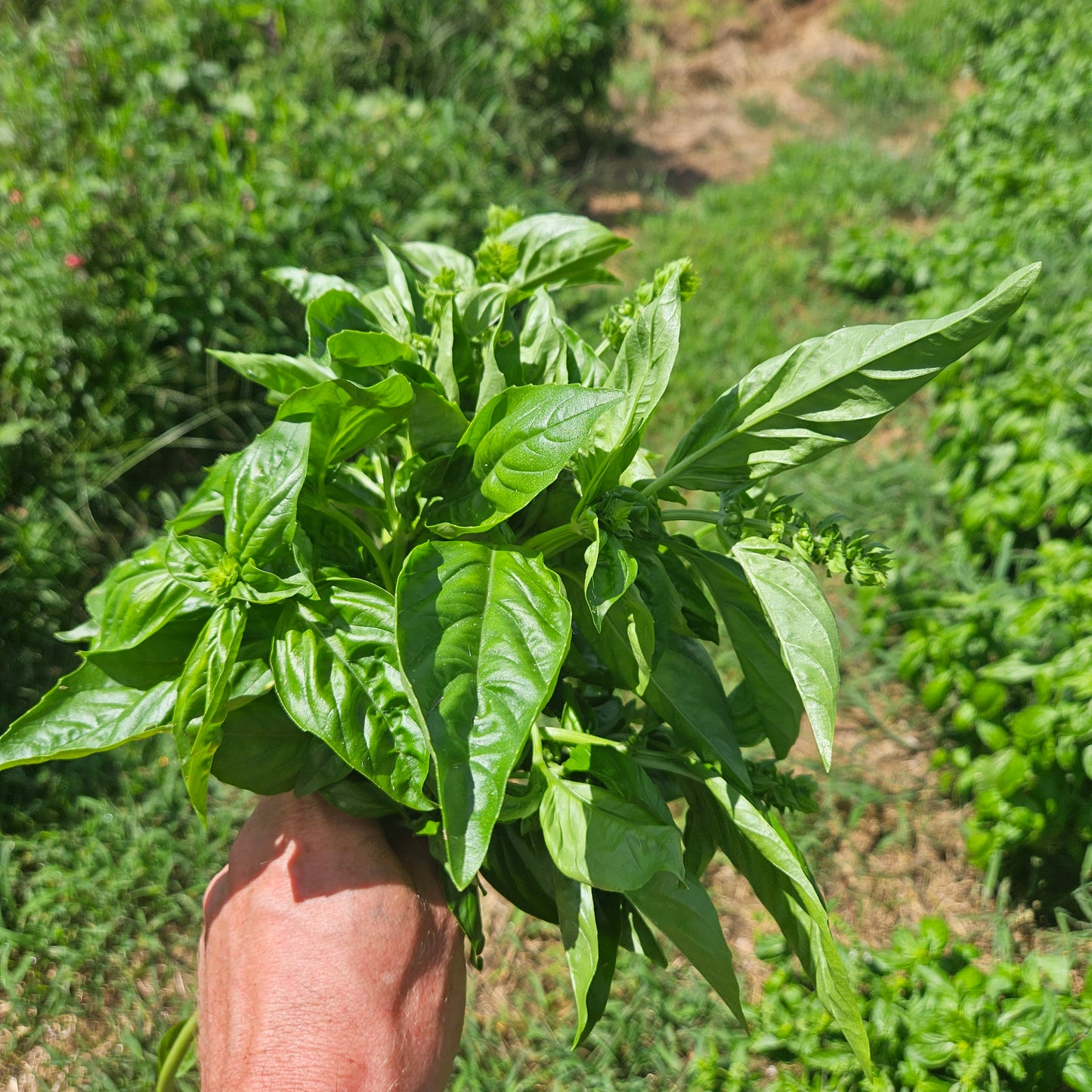 Italian Basil - 1# (With our without buds)