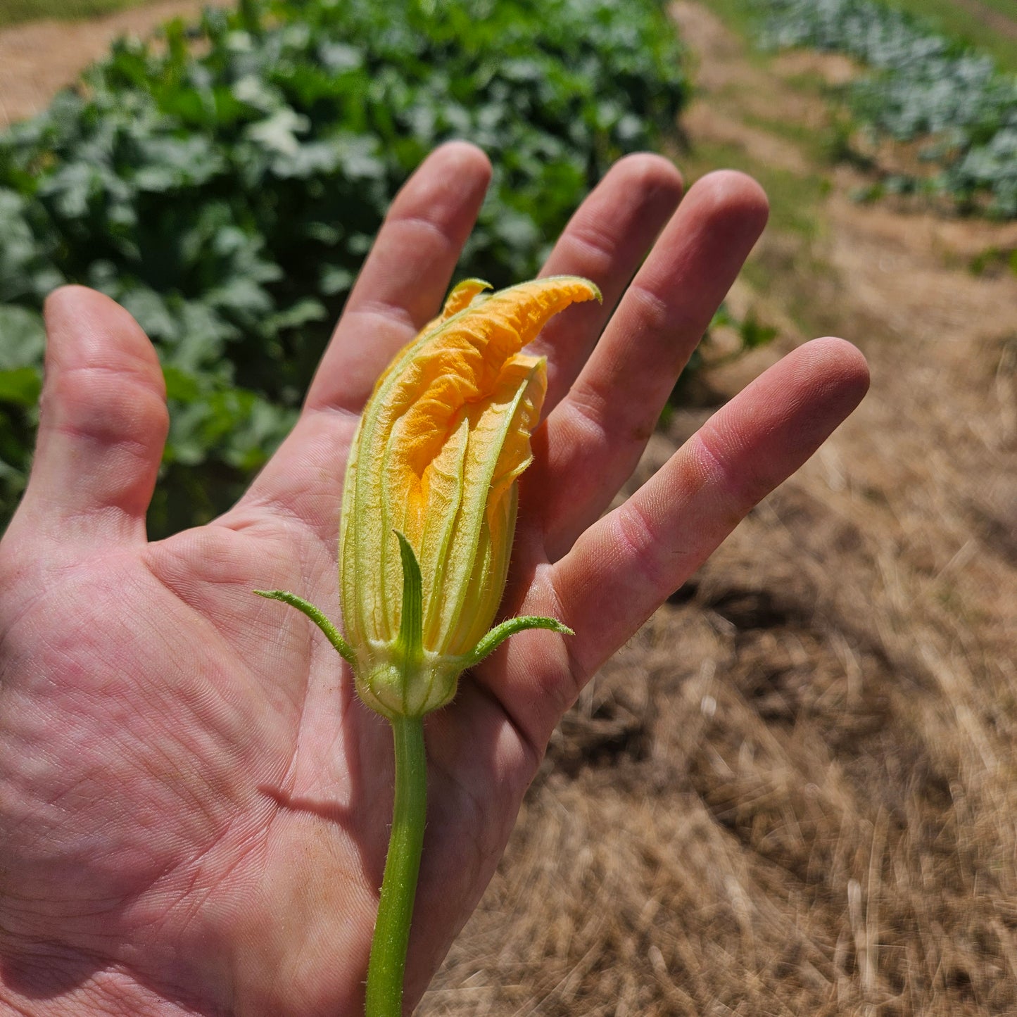 Pumpkin Blossoms - 12ct