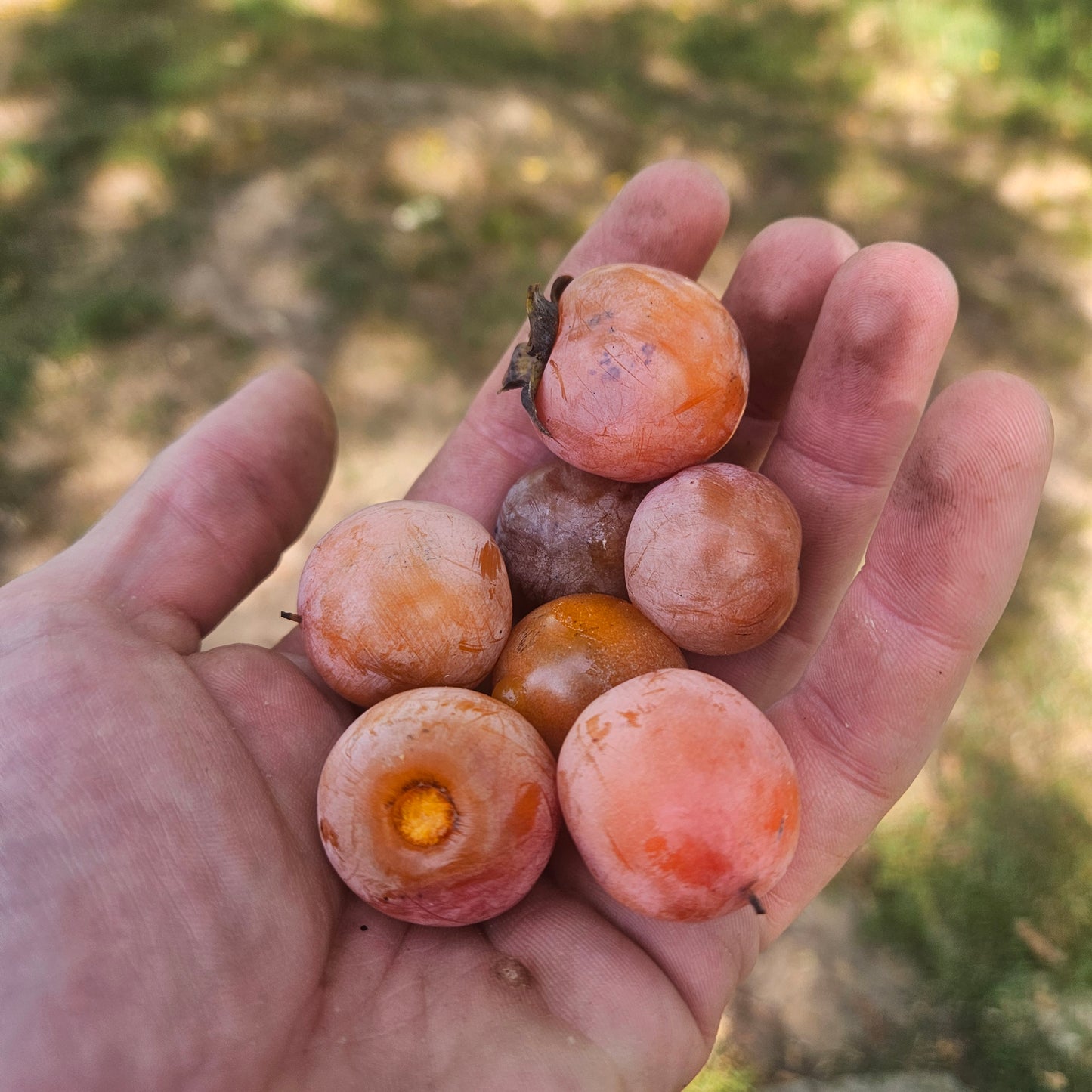 Native Persimmon - Quart