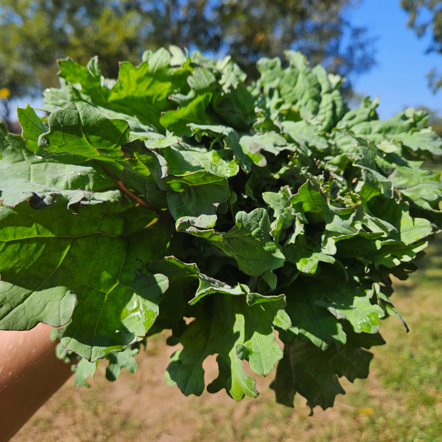 Kale - Red Russian - 1#