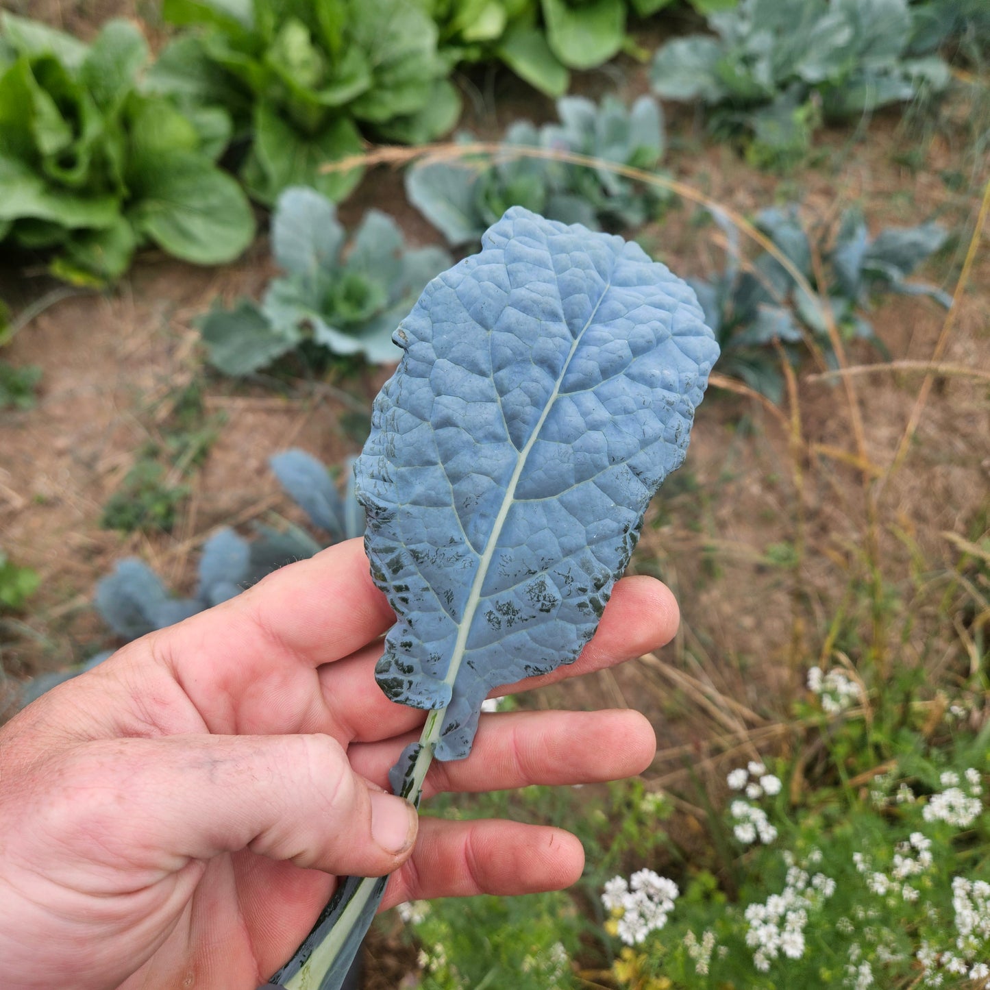 Kale - Dino Kale - 1#