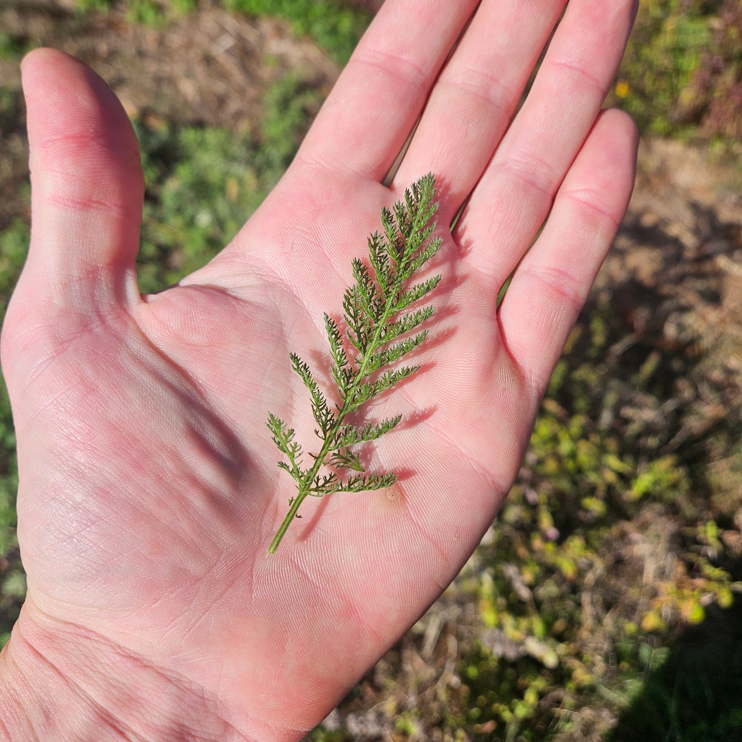 Yarrow - Pint