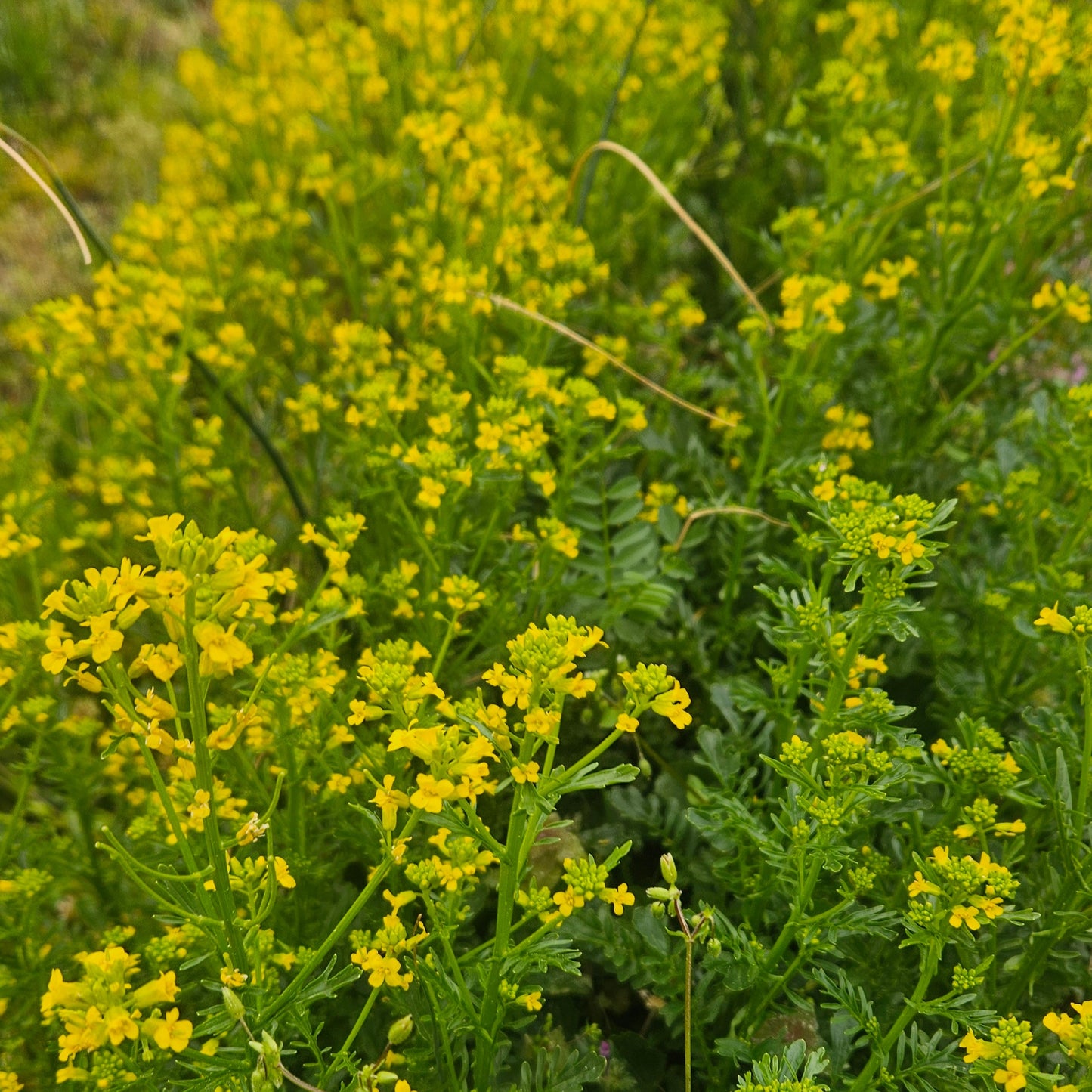 Cress Flowers - 1 Bunch