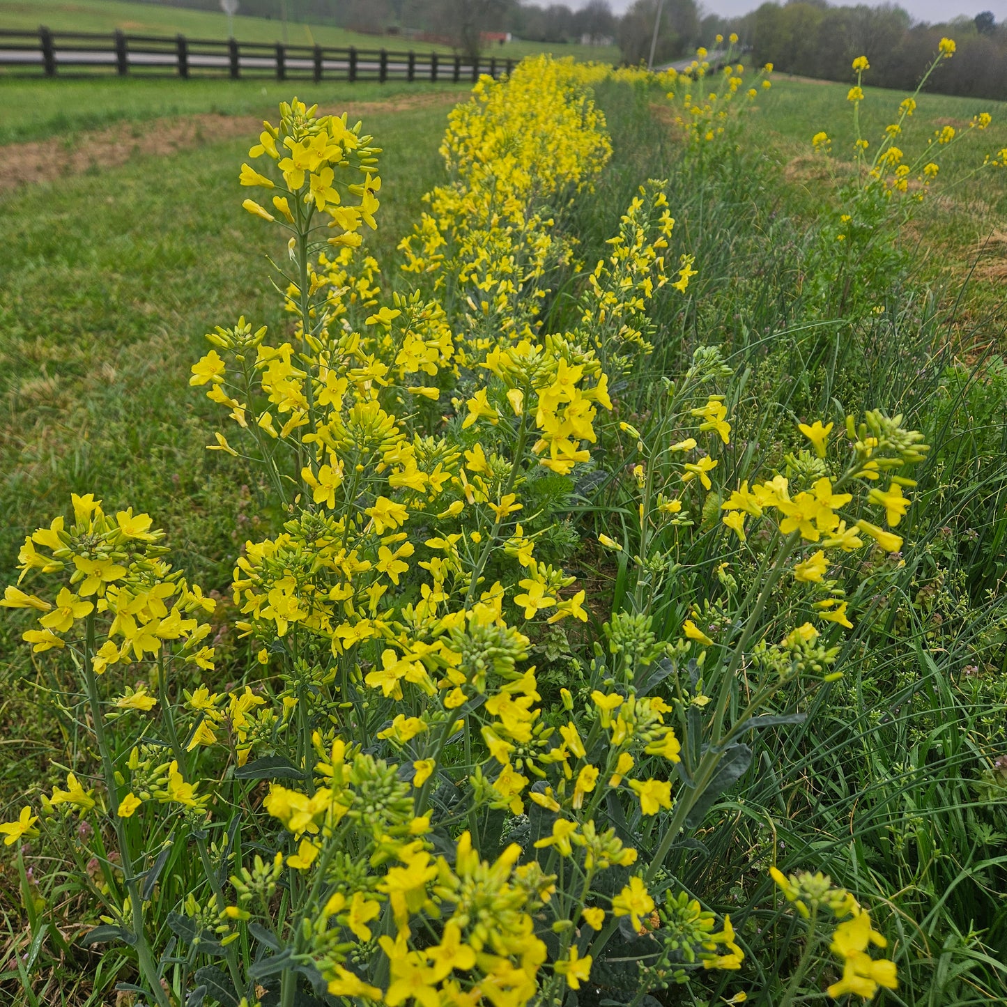 Kale Flowers - 1 Bunch