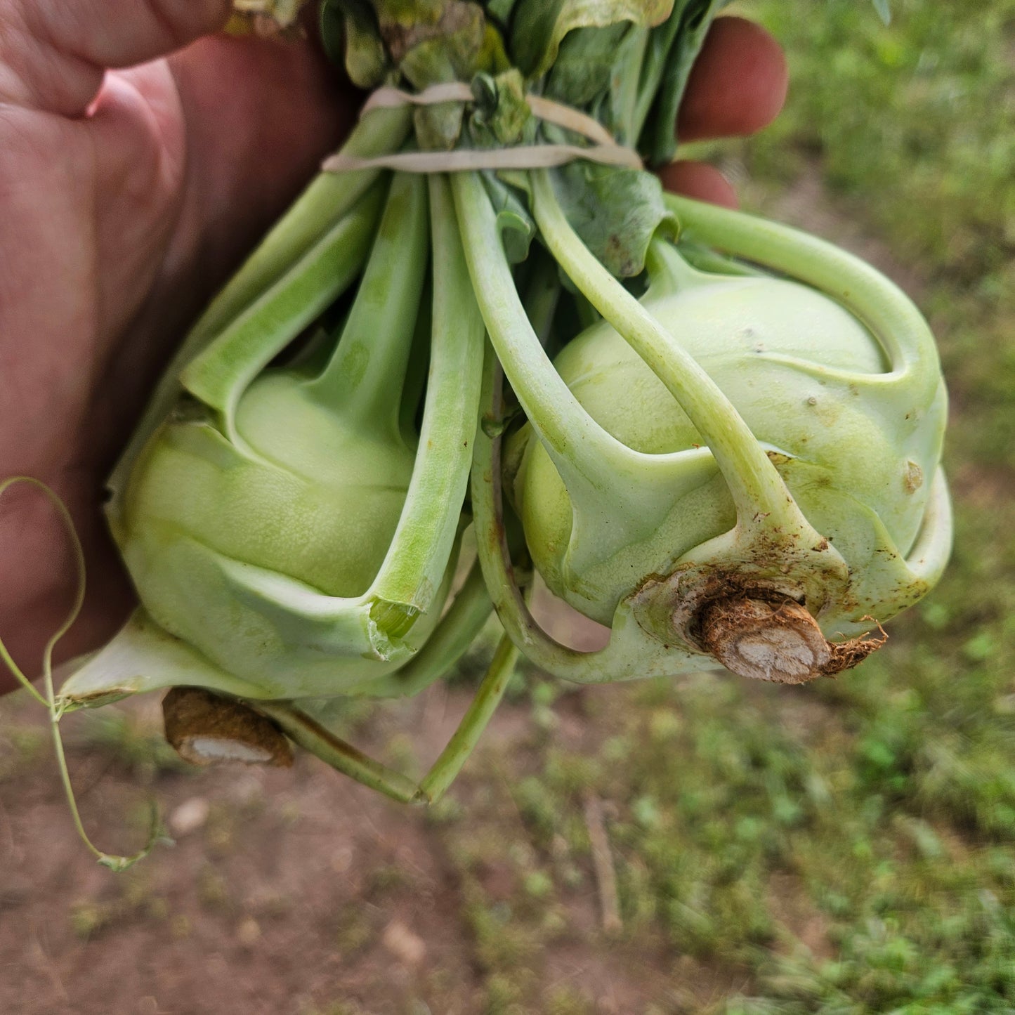 Baby Kohlrabi - 2# (pale green)