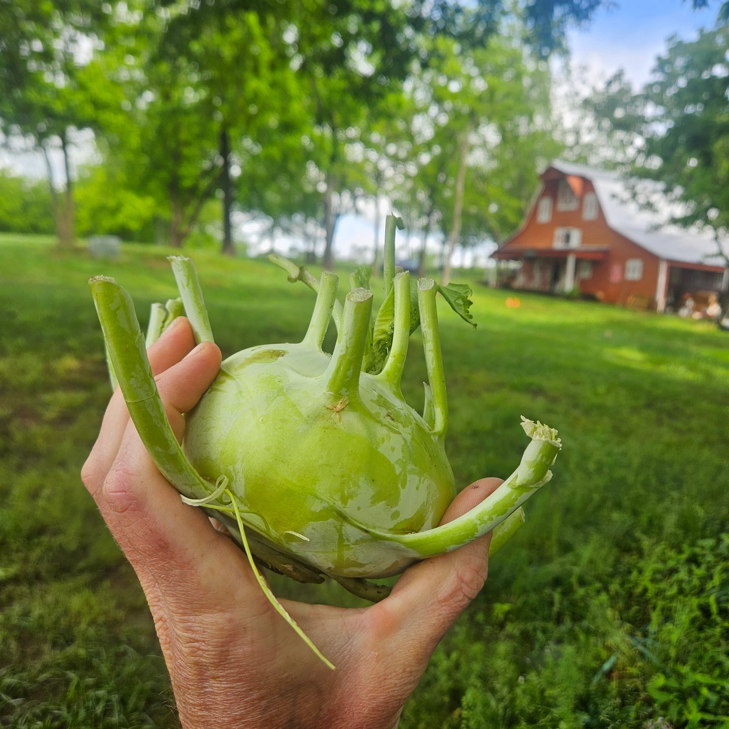 Green Kohlrabi - 5# (Full size)
