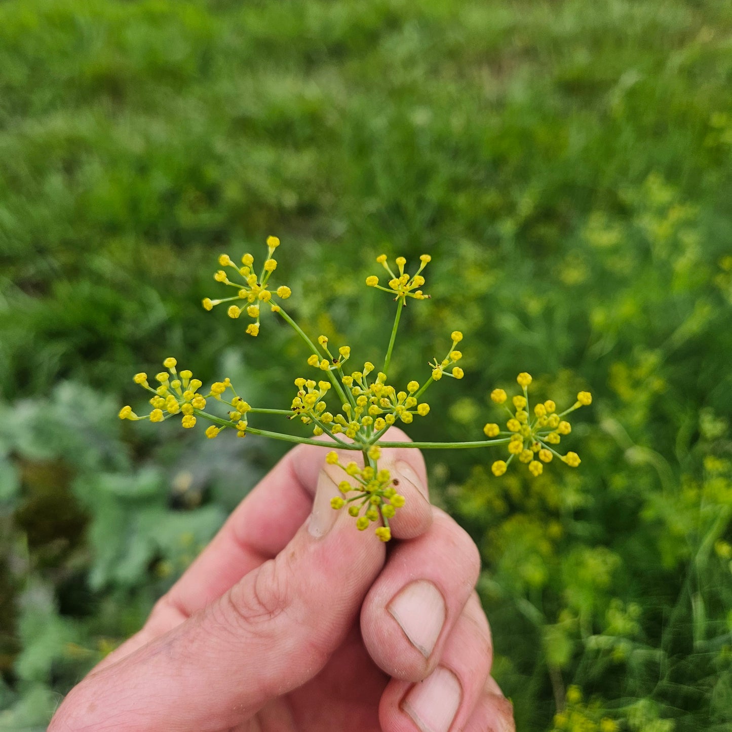 Green Fennel - Flowers - 1 Pint