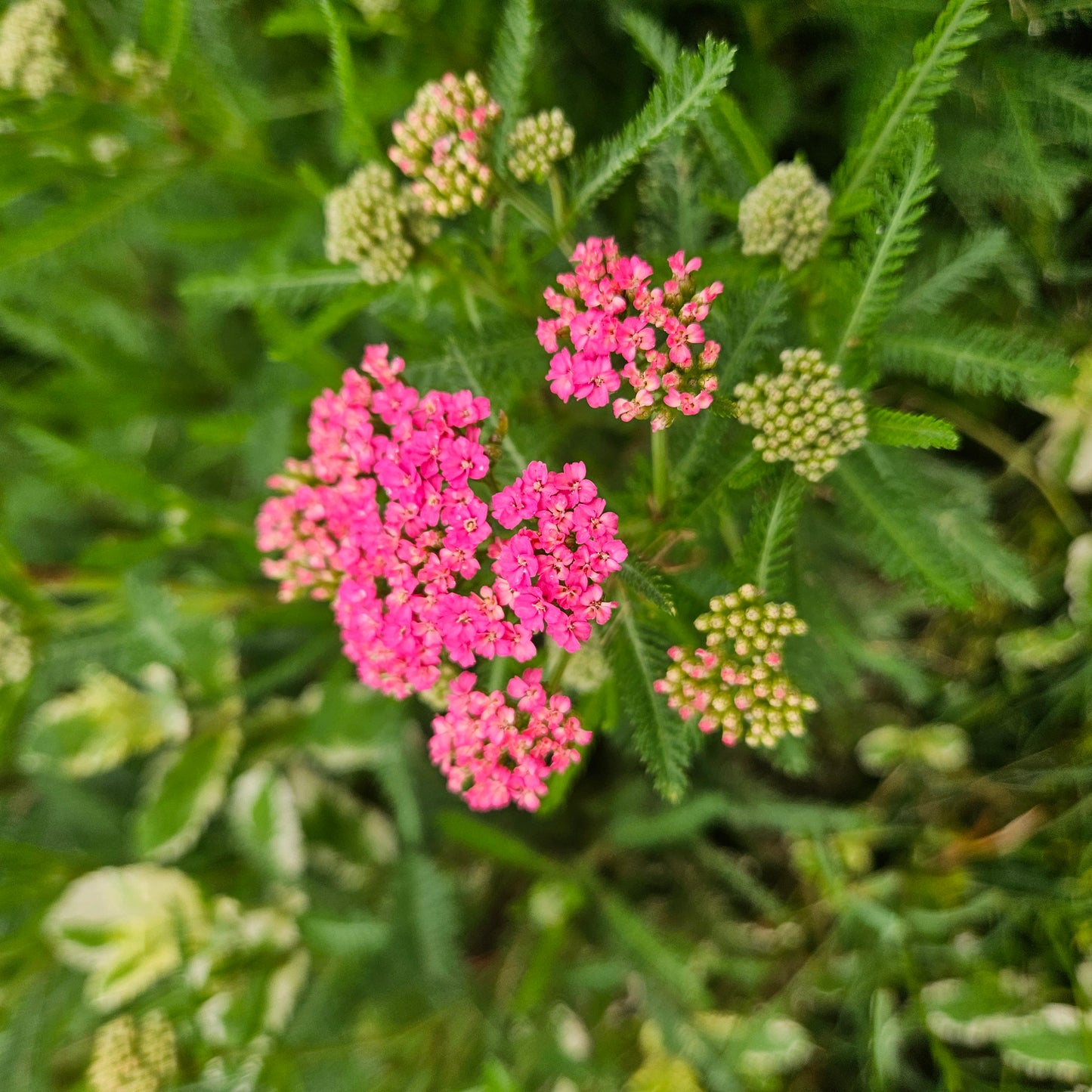 Yarrow Flowers - 1 Pint