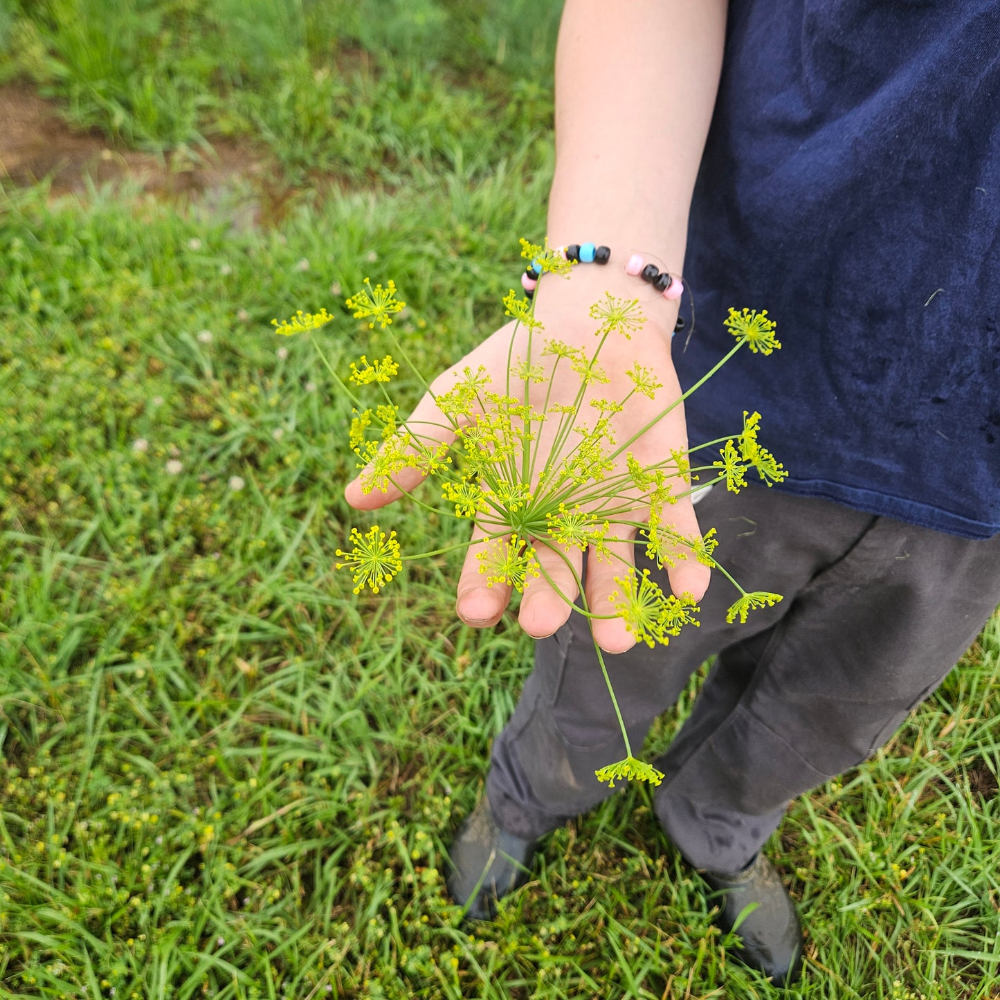 Dill Flowers - 10ct