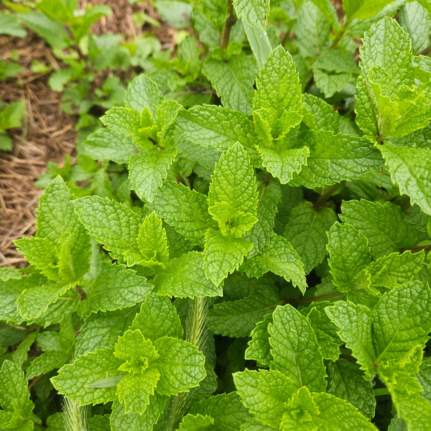 Mojito Mint Baby Cuttings - 1 Quart