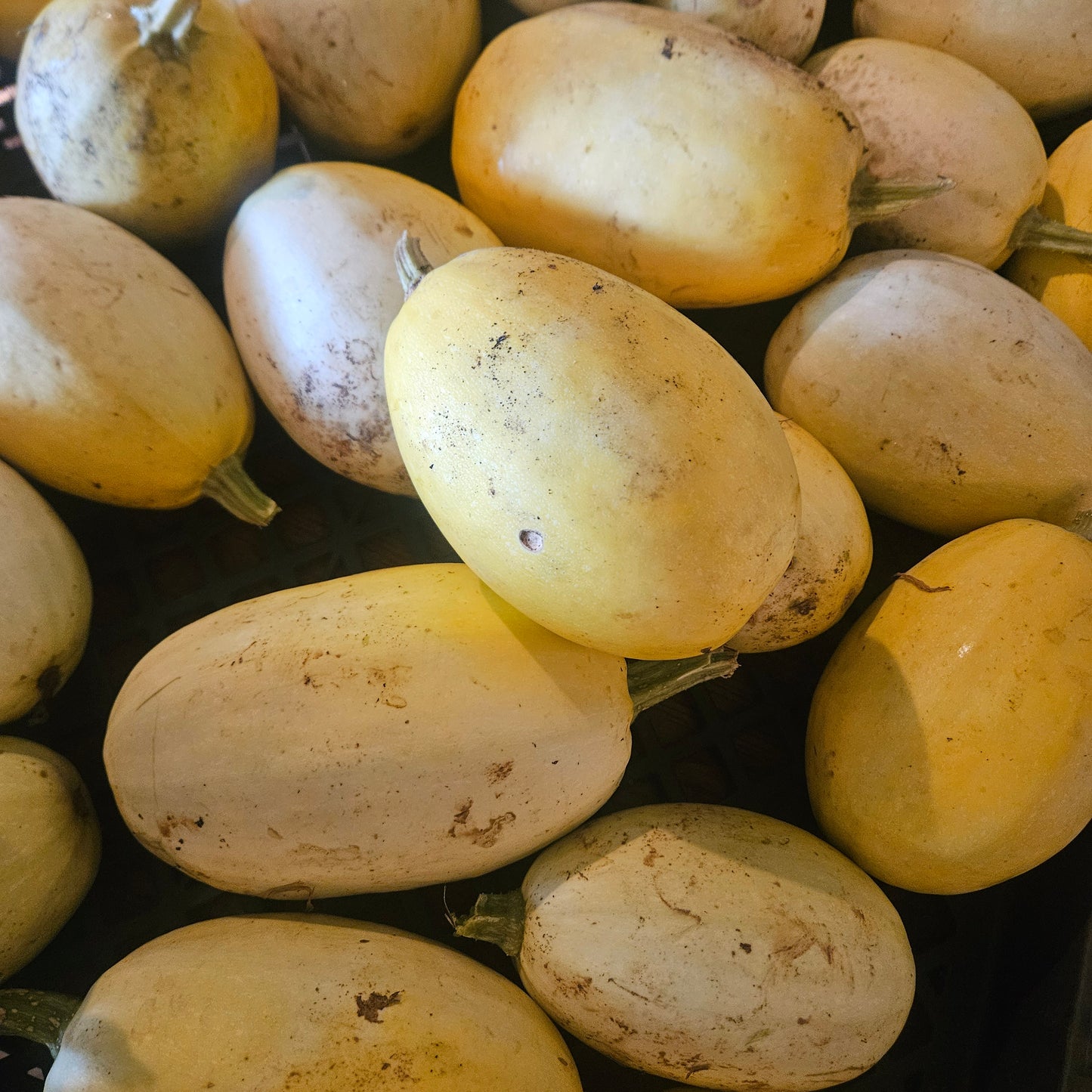 Spaghetti Squash - 10#