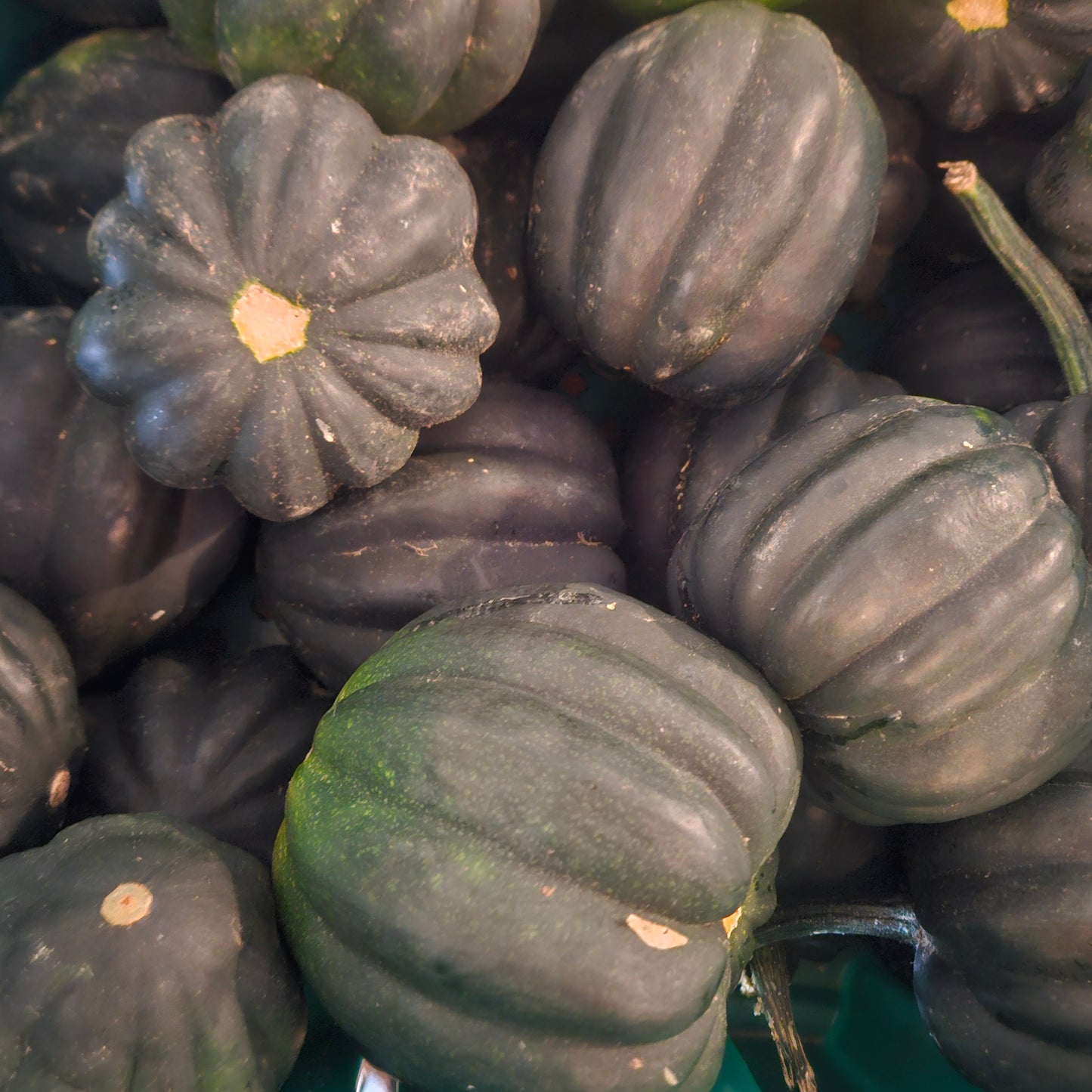 Acorn Squash - 10#