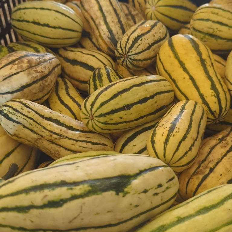 Delicata Squash - 10#