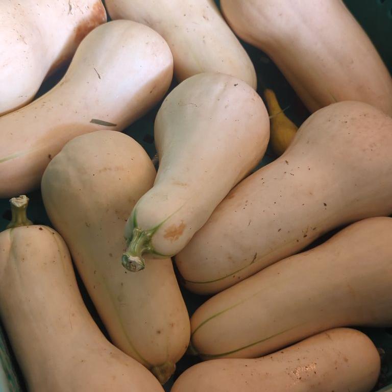 Butternut Squash - 10#