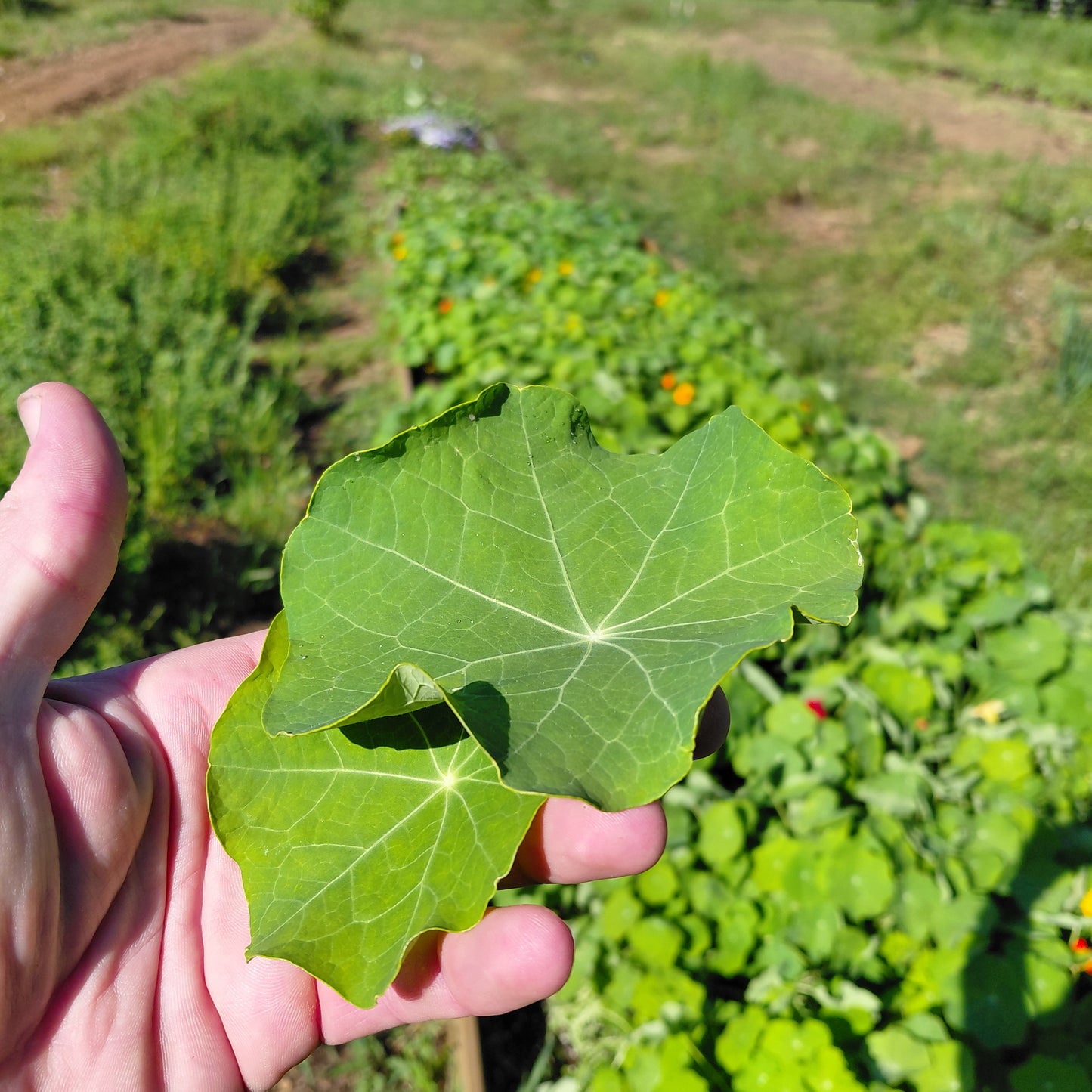 Nasturtium Greens - Unsized (small-large) 1#