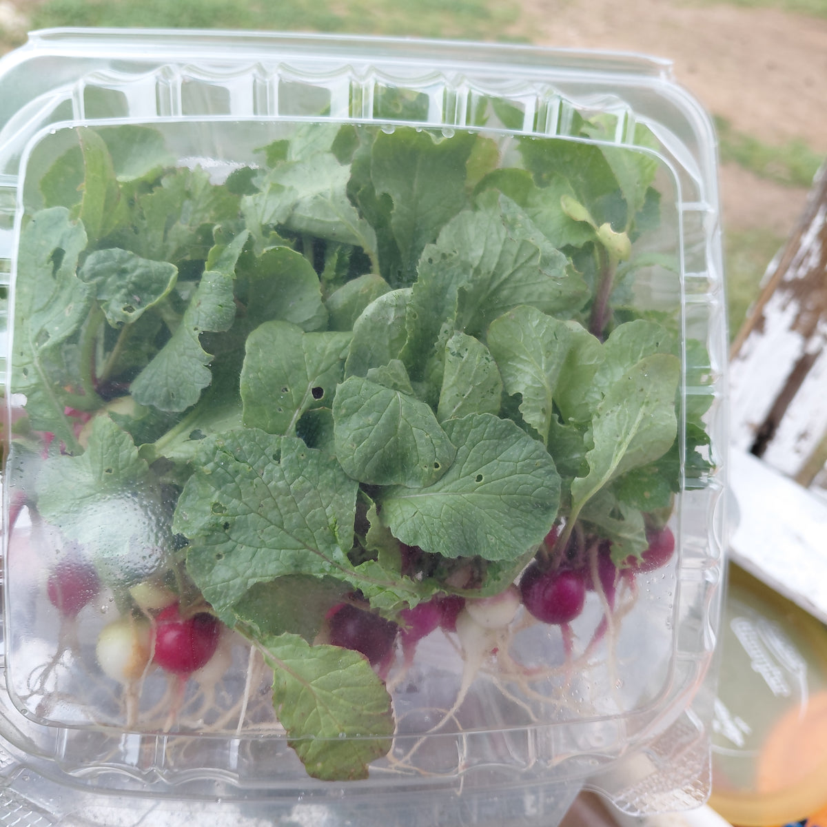 Petite Radishes - 50ct (Varieties rotate)