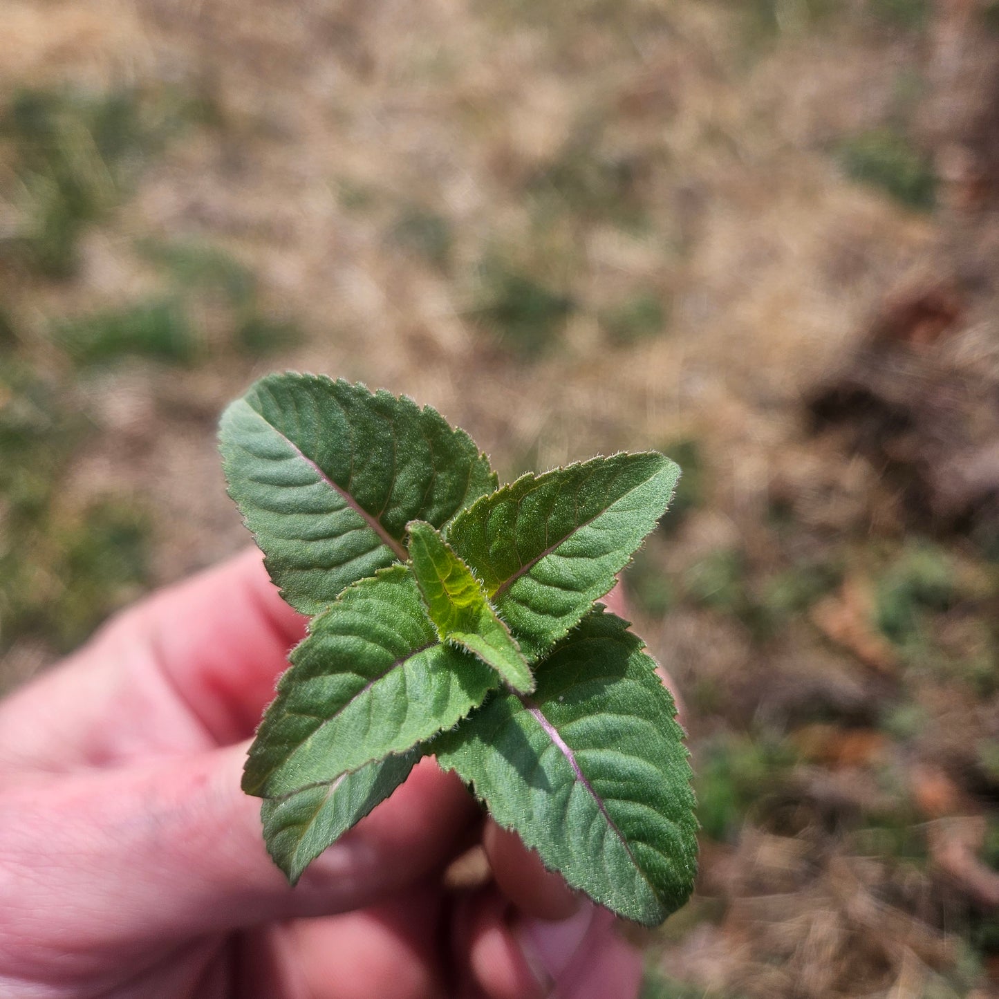 Bee Balm