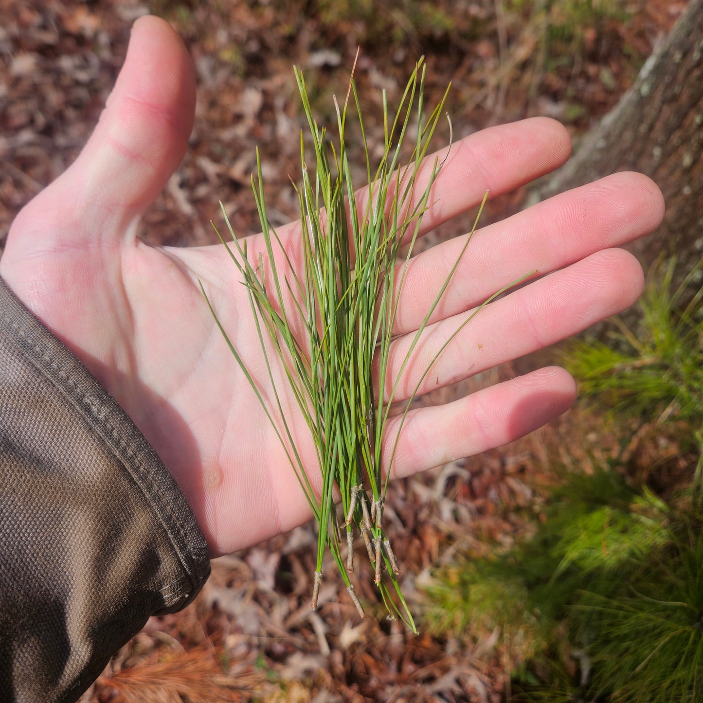 Pine Needles - Green - 1 Gallon