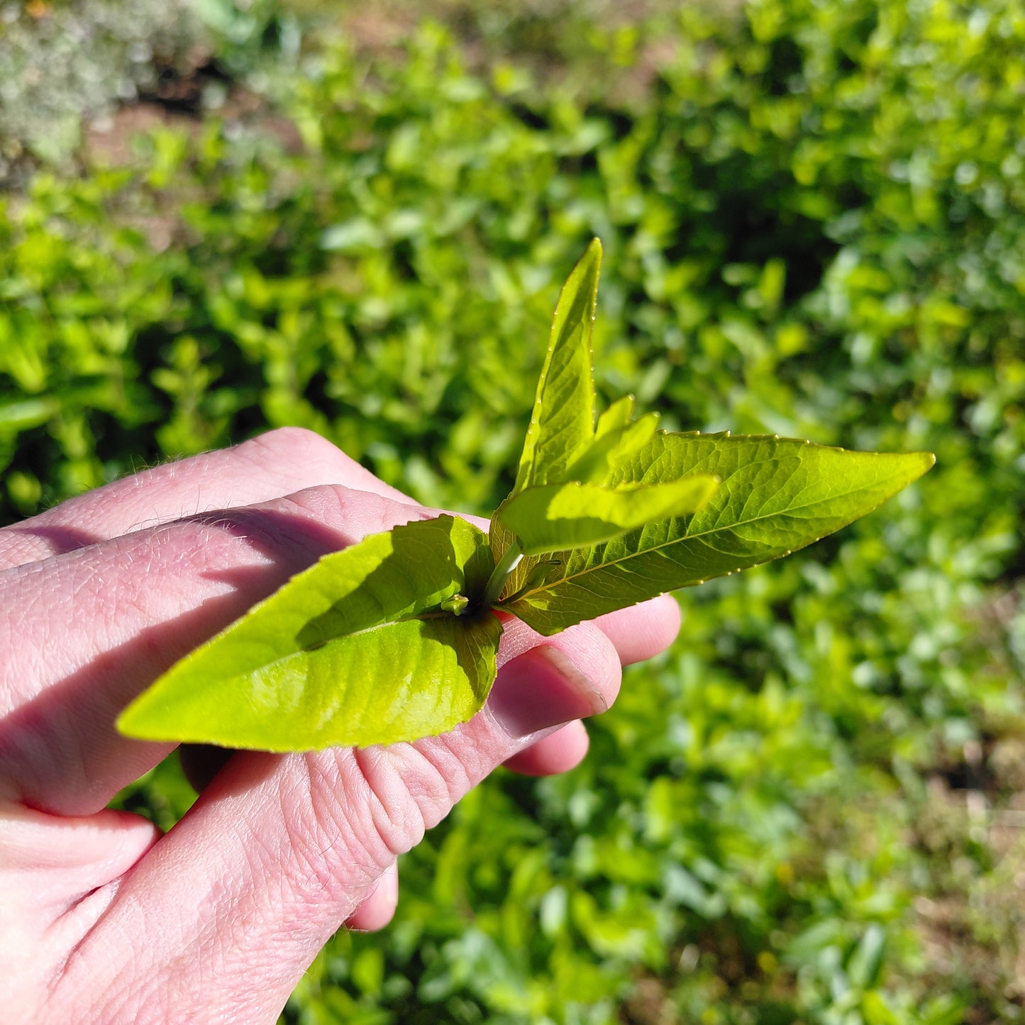 Sweet Mountain Mint, Baby Cuttings - Quart