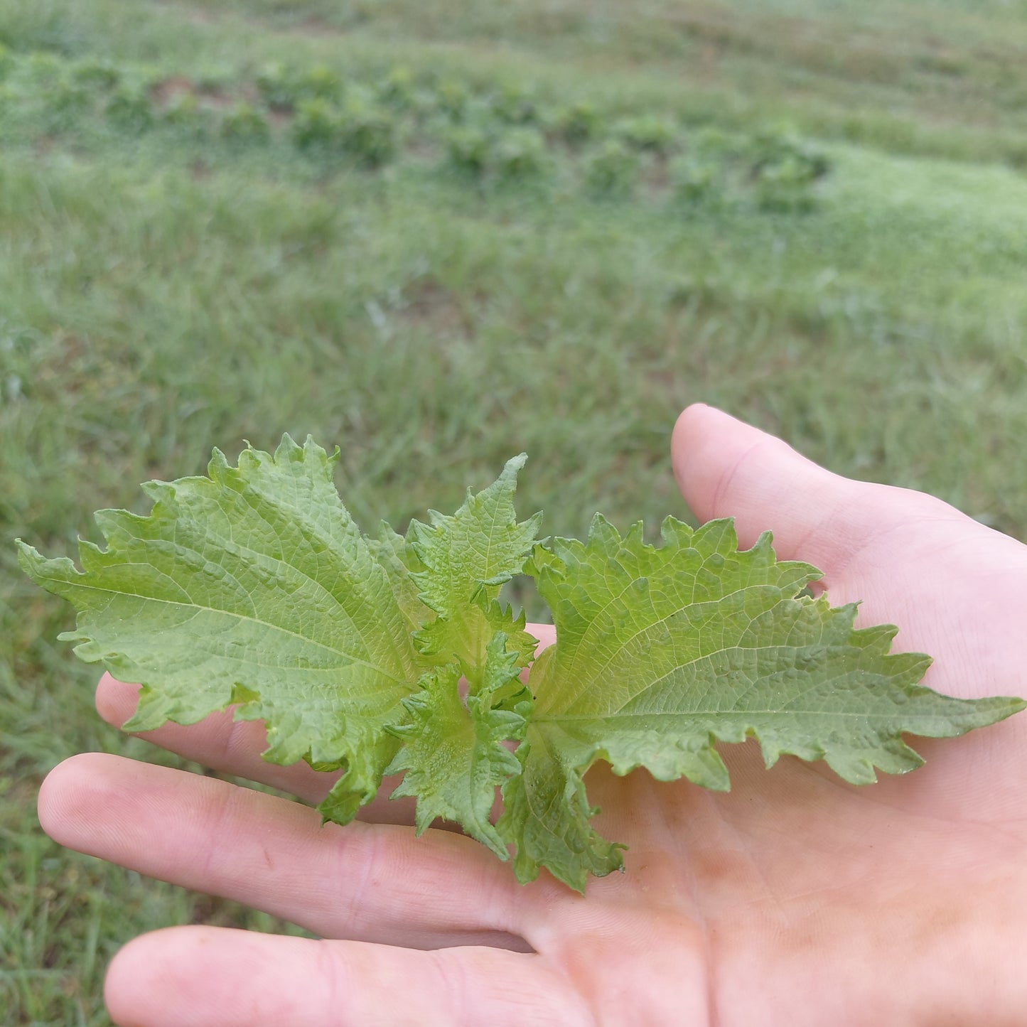 Shiso- Green, Baby Cuttings - Quart