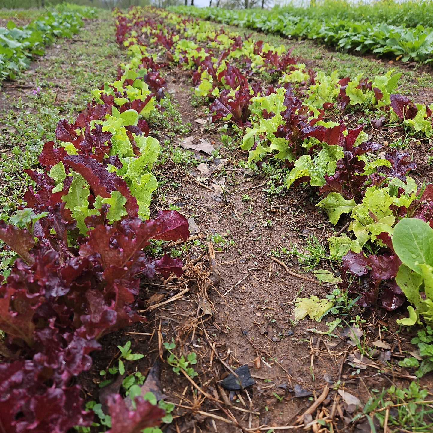Lettuce Mix - 1#