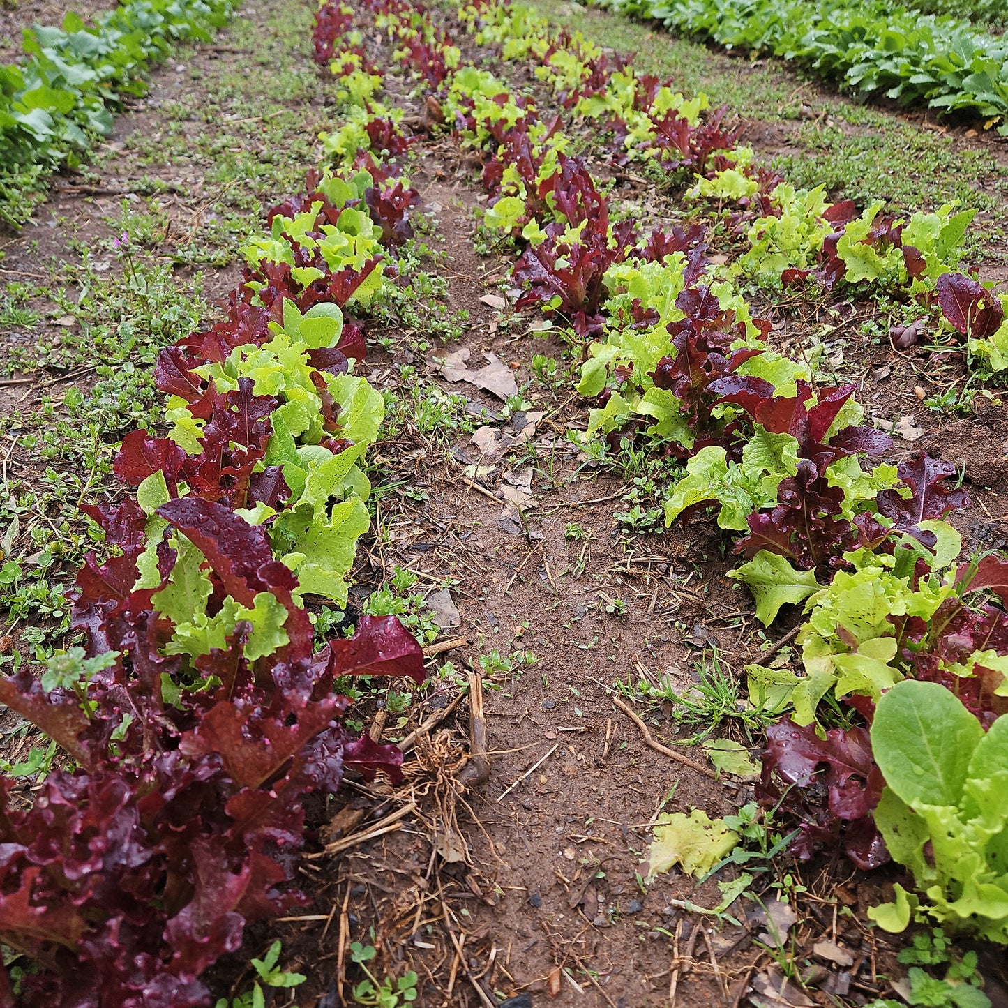 Lettuce Mix - 1#