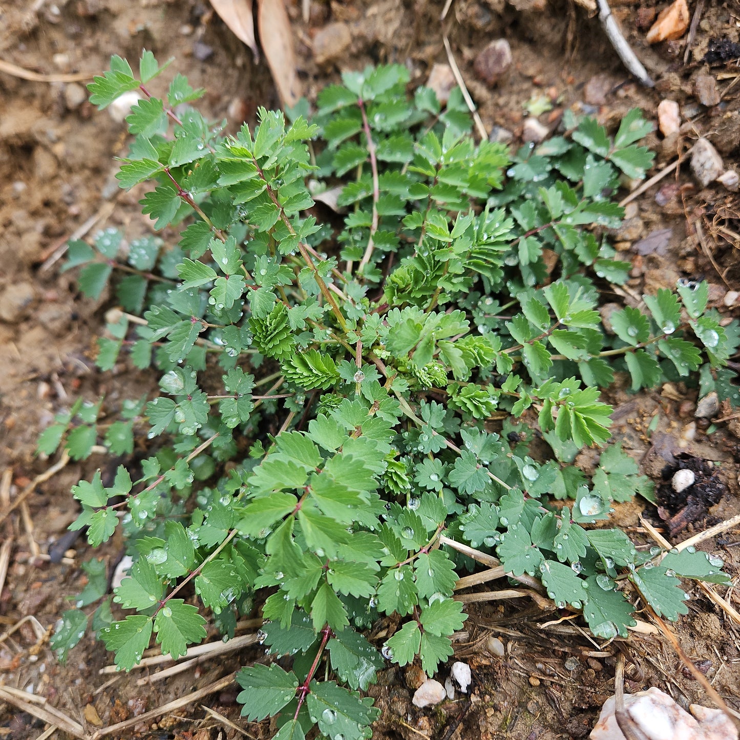 Salad Burnet - Quart