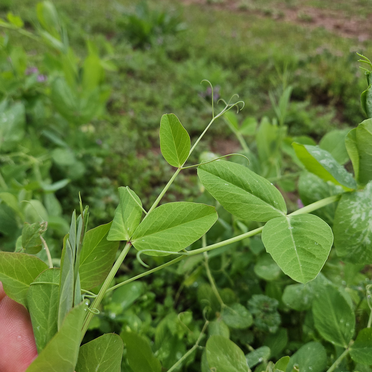 Field Pea Tips - 1 Qt