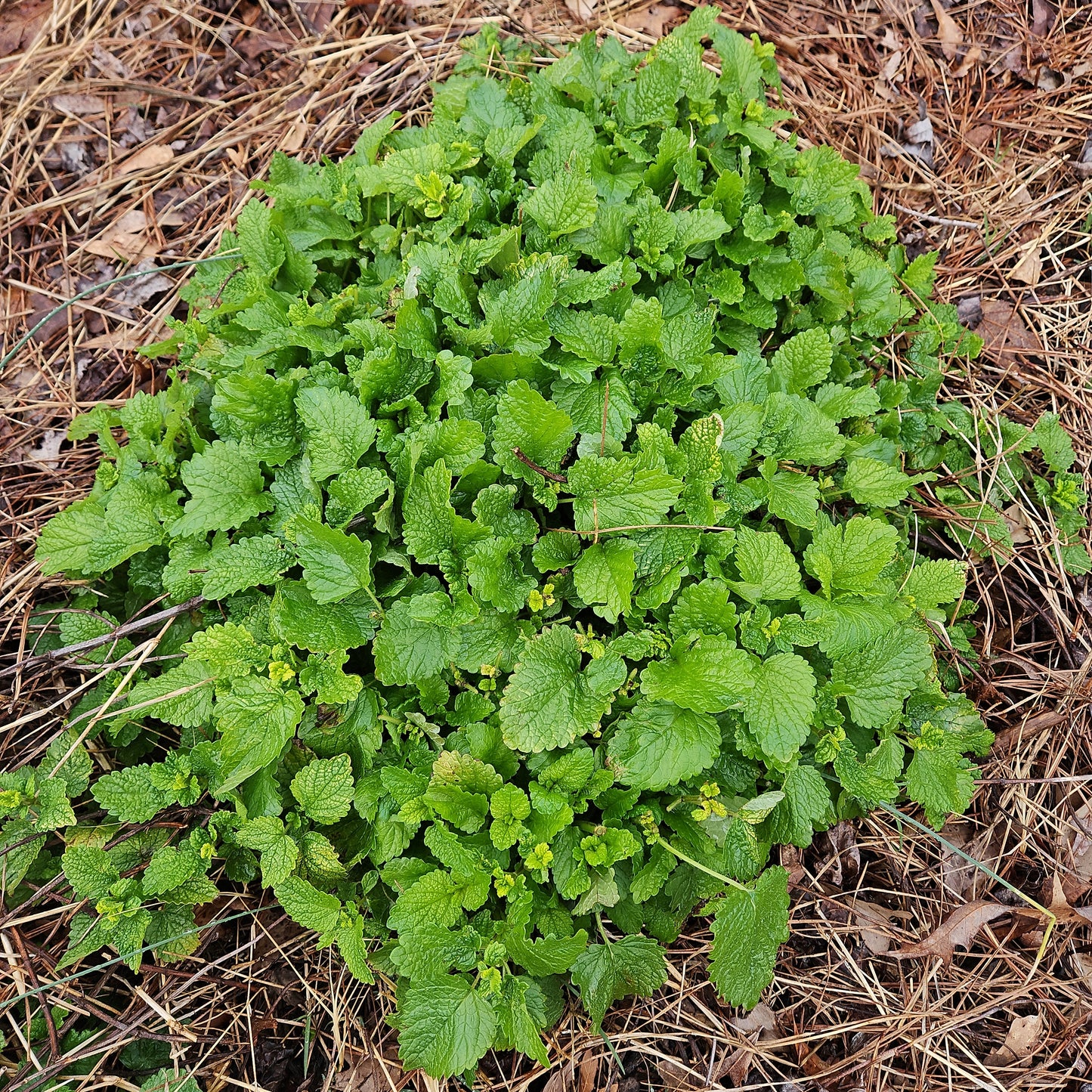Lemon Balm
