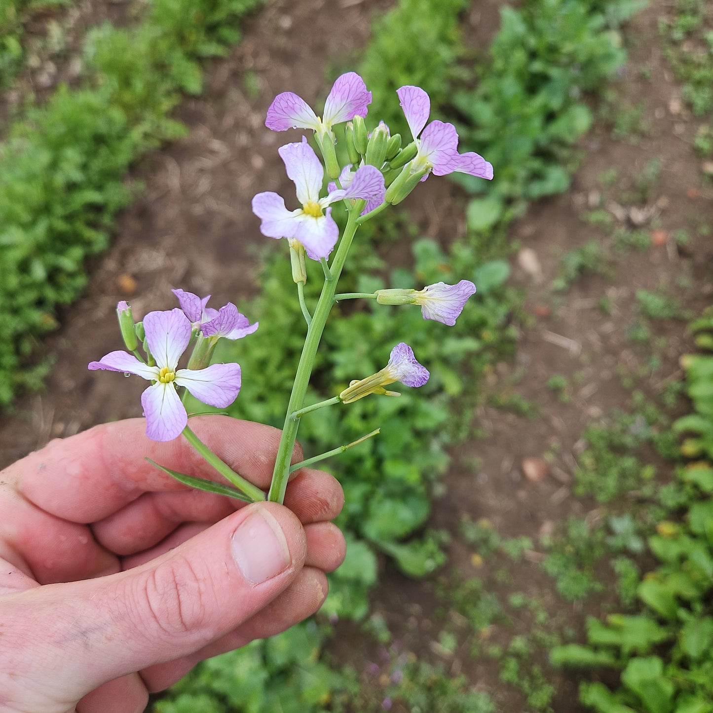 Radish - Flowers - 1 Bunch