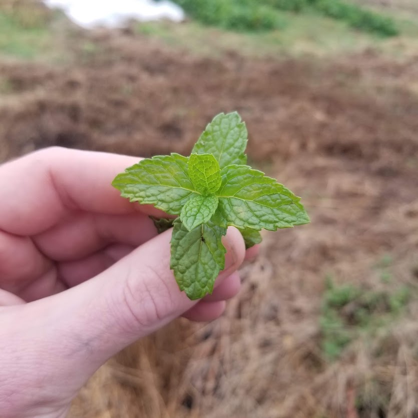 Spearmint